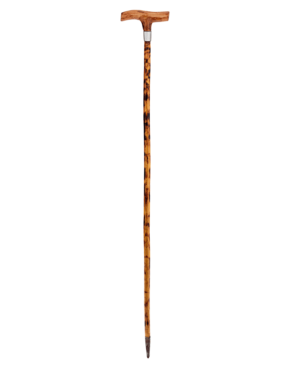 Forester's Tendril Cane