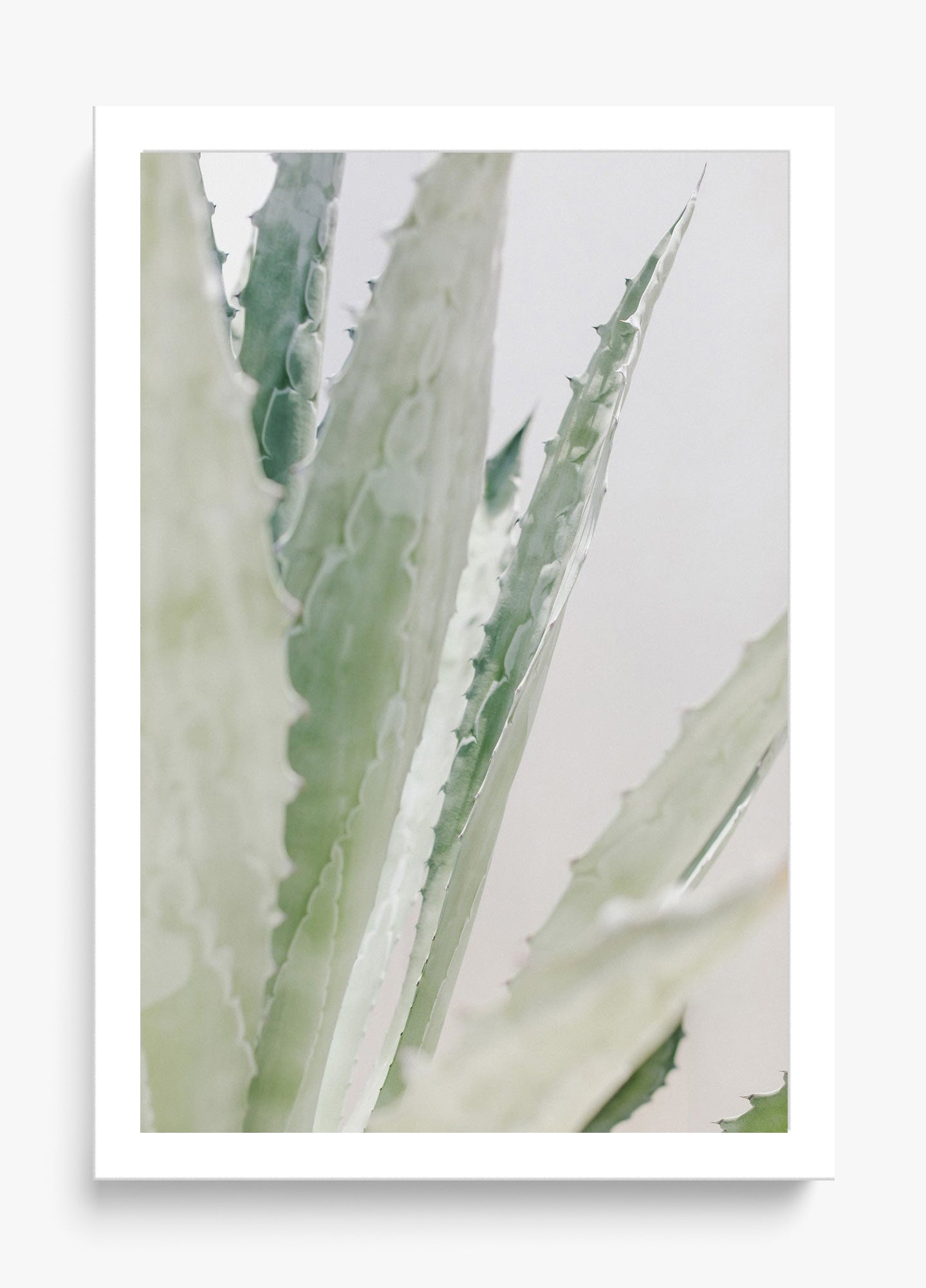 Aloe
