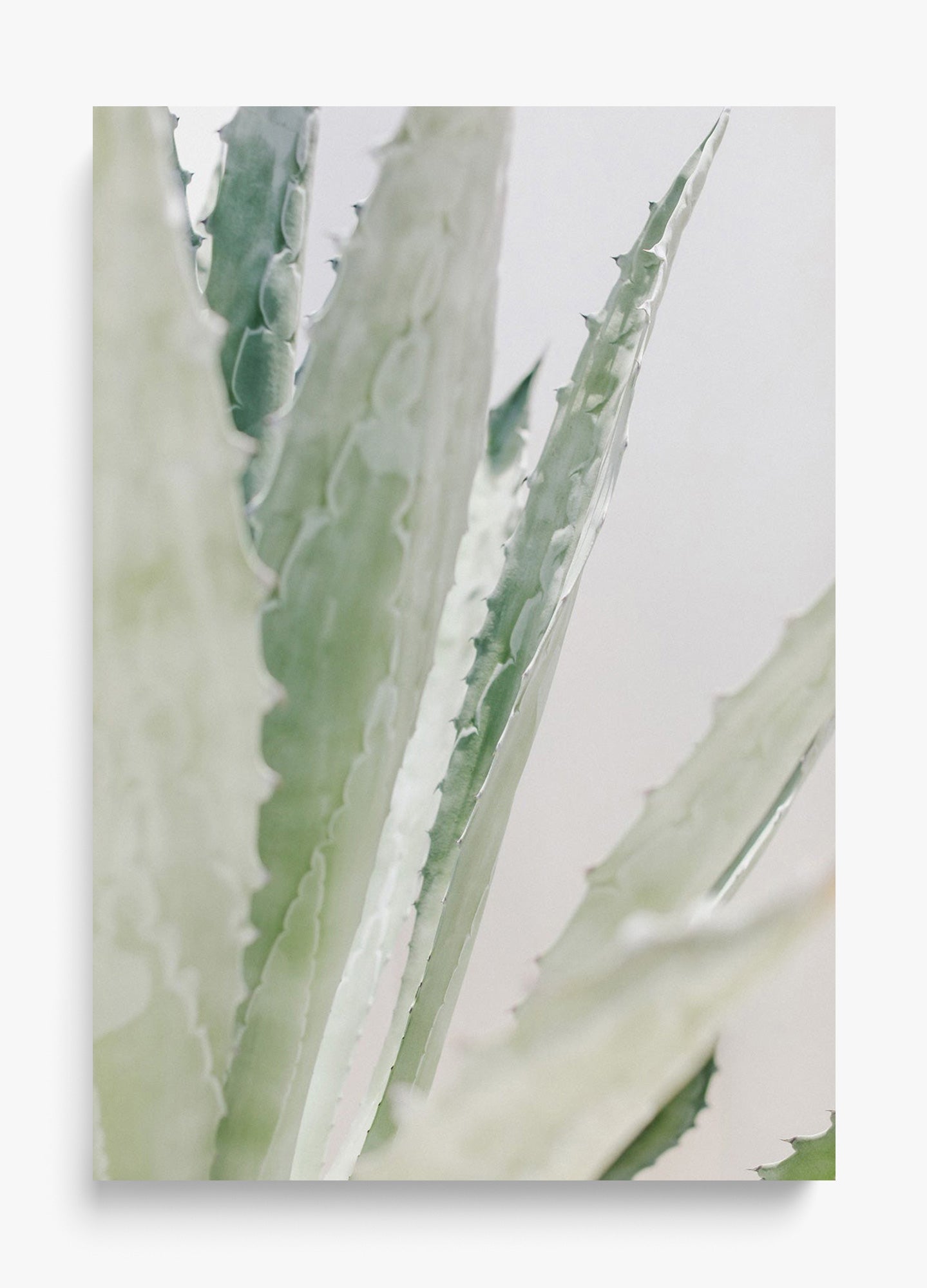 Aloe