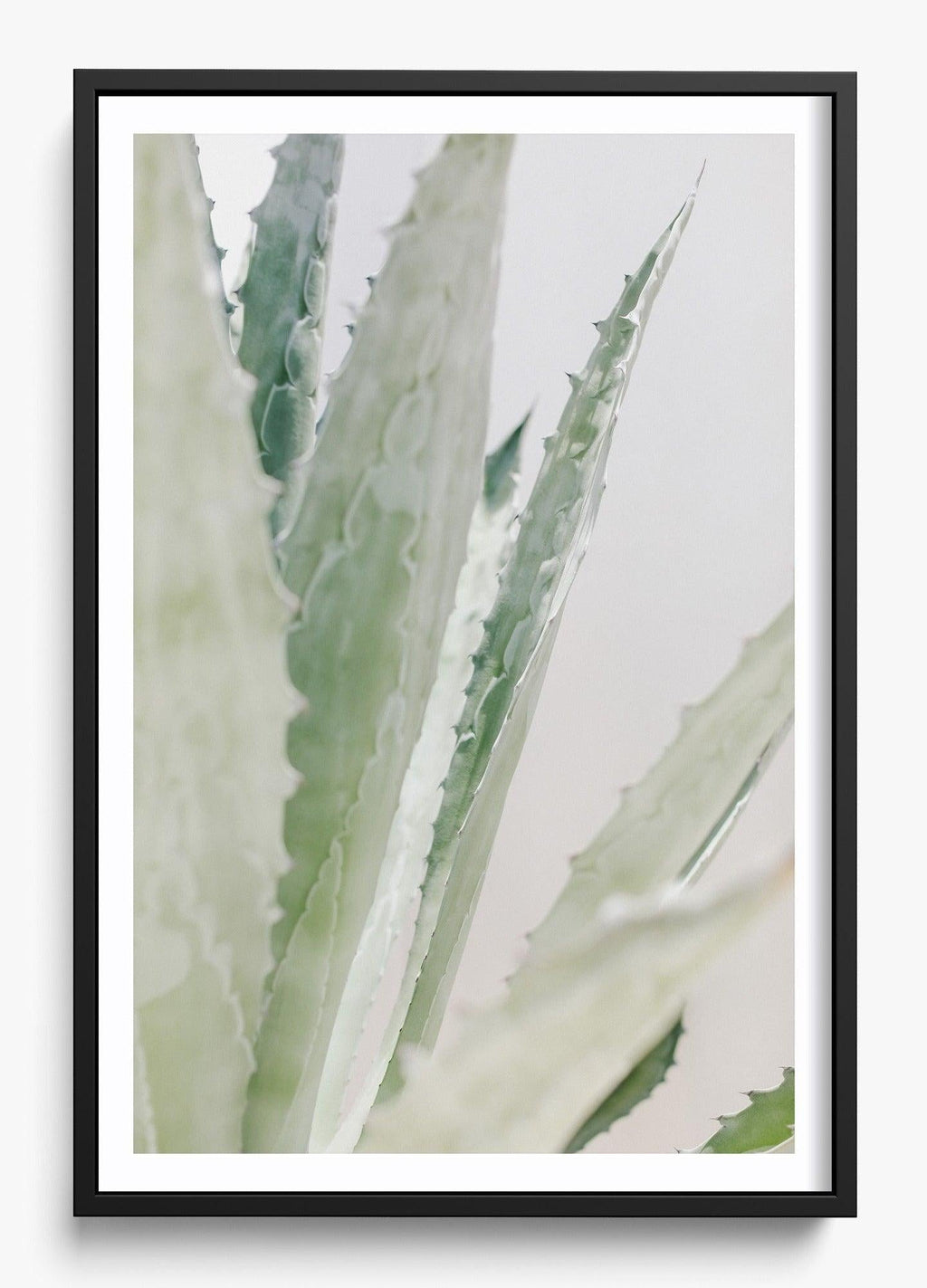 Aloe