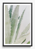 Aloe