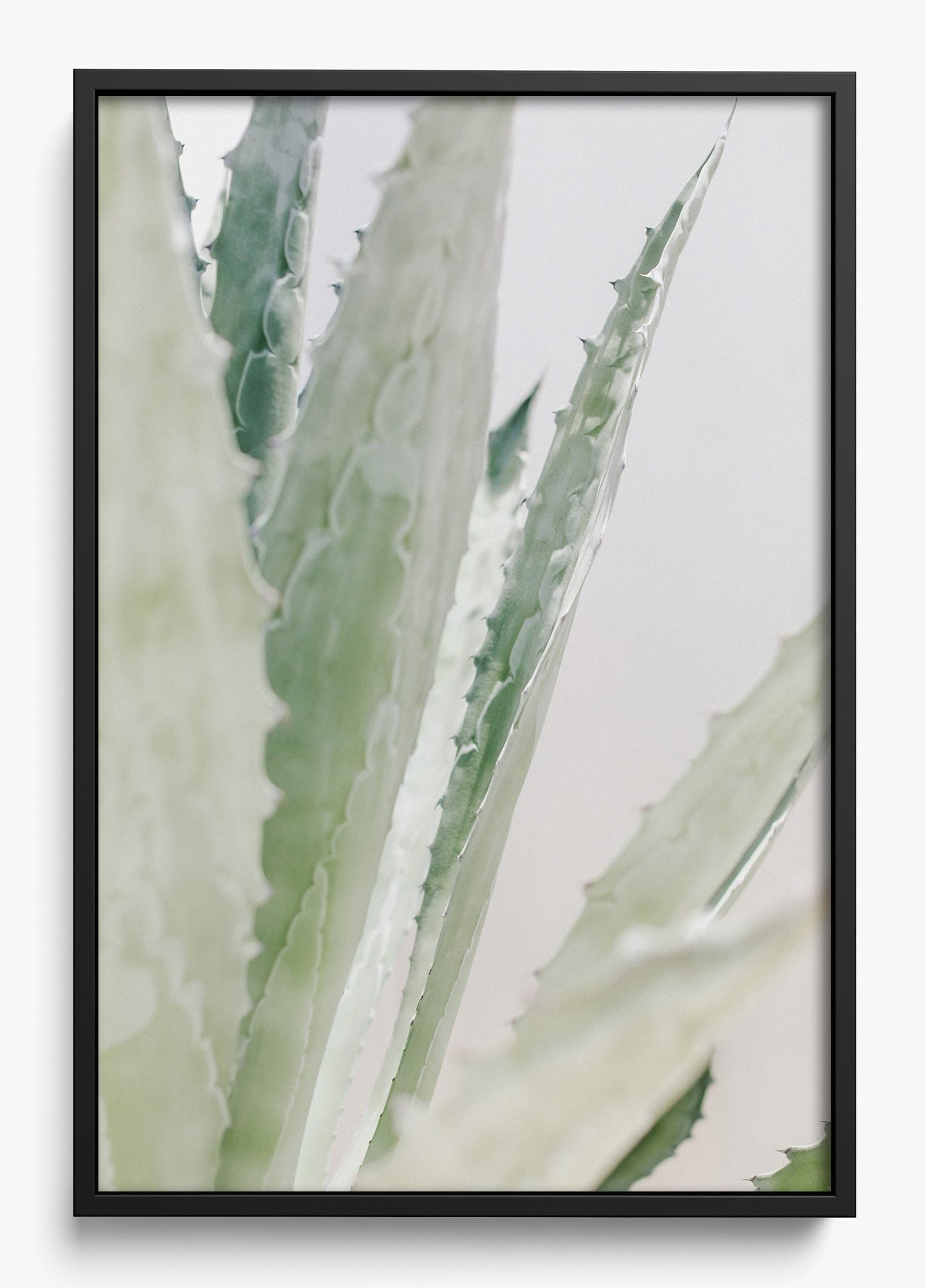 Aloe