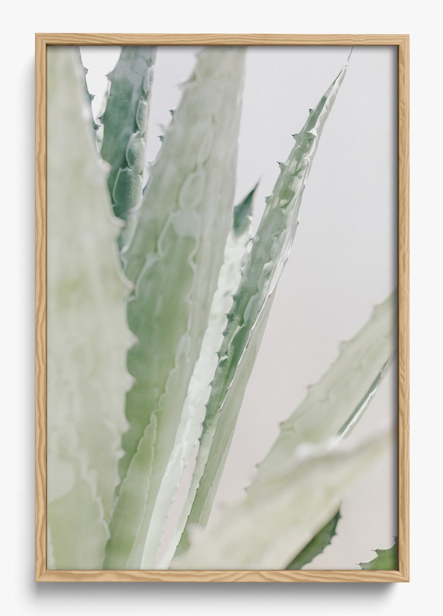 Aloe