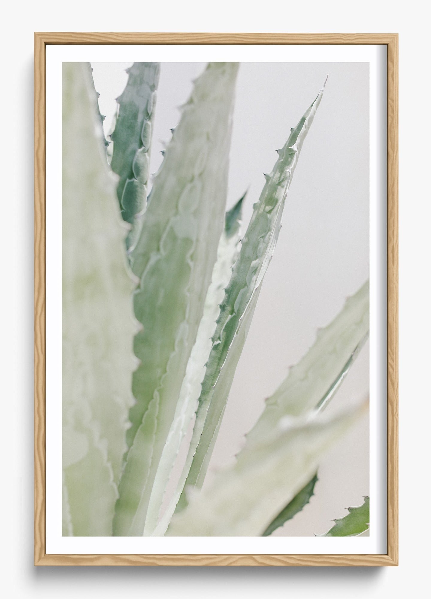 Aloe