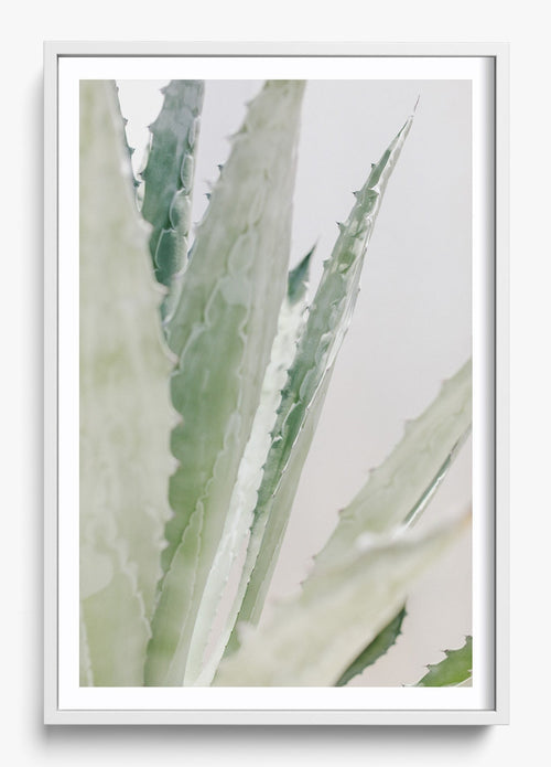 Aloe