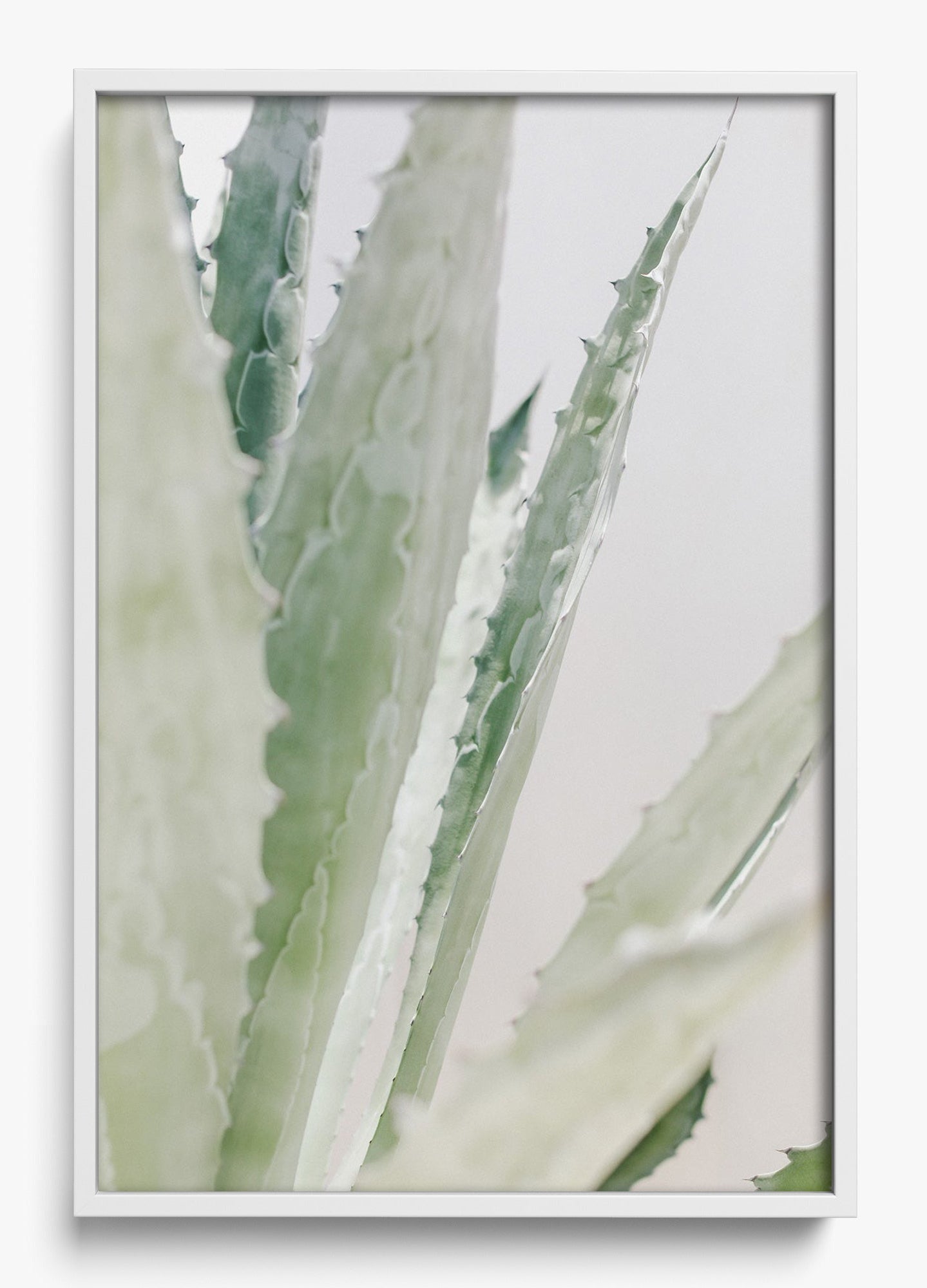 Aloe