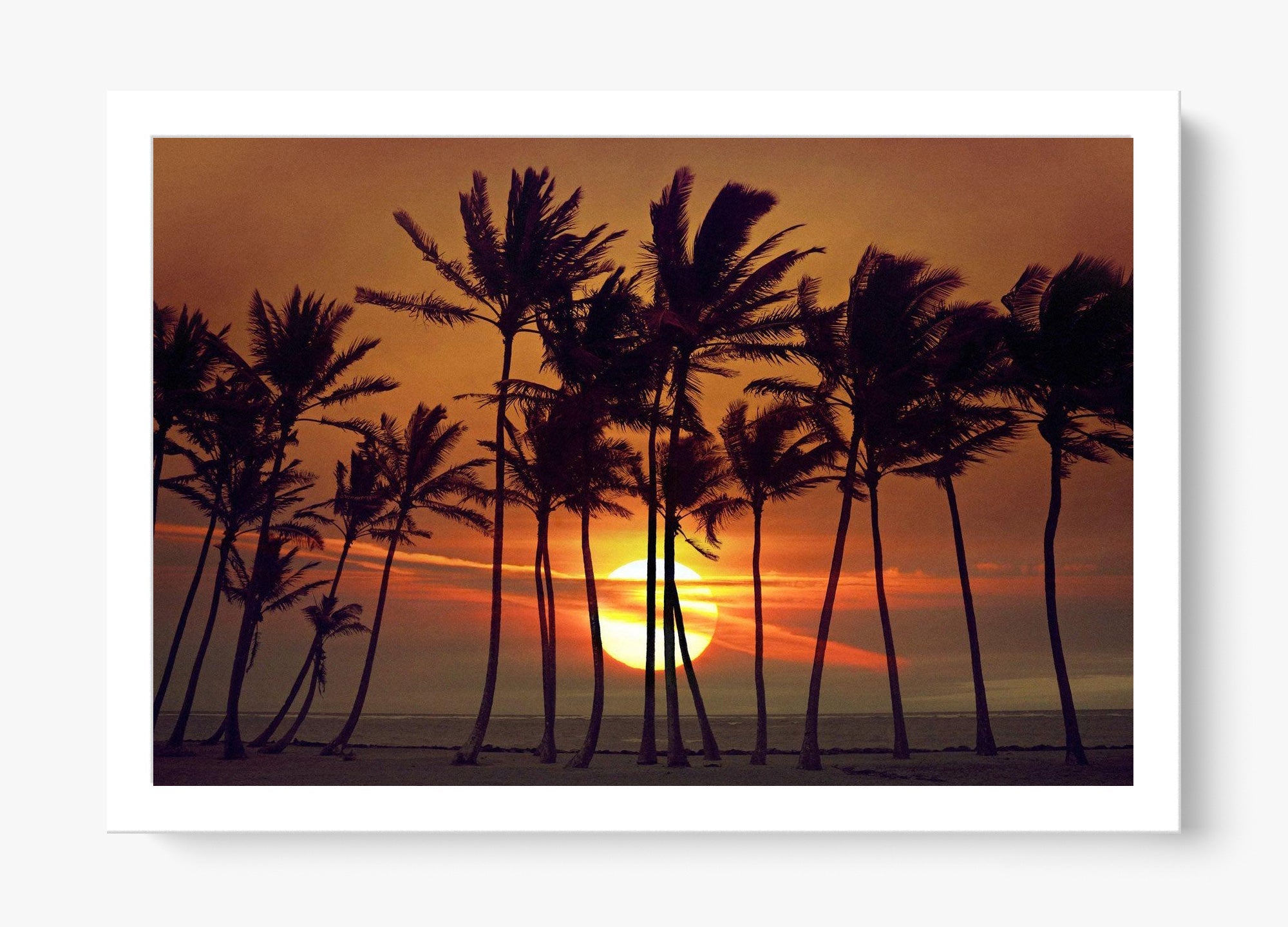 Beyond The Palms