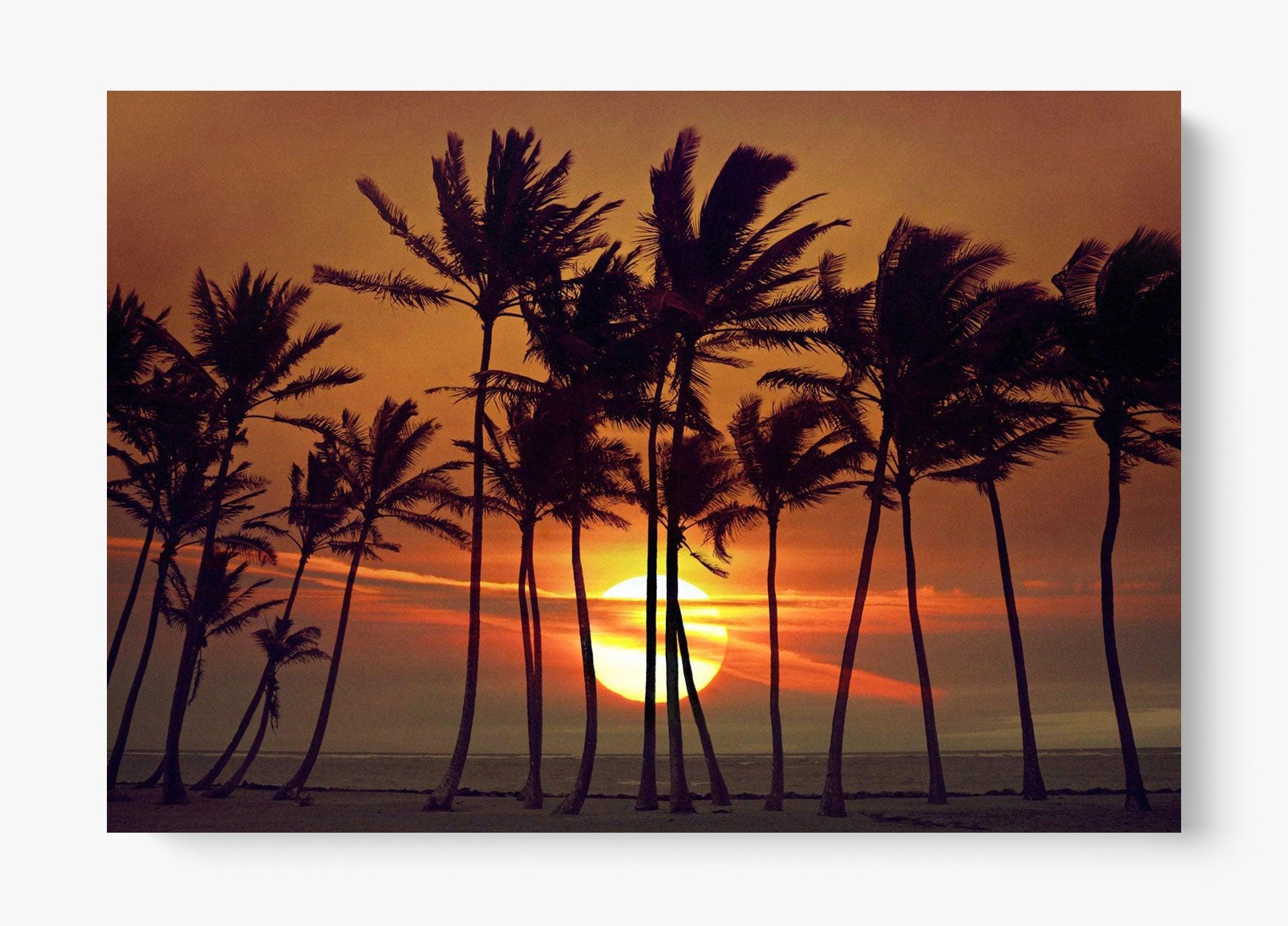 Beyond The Palms