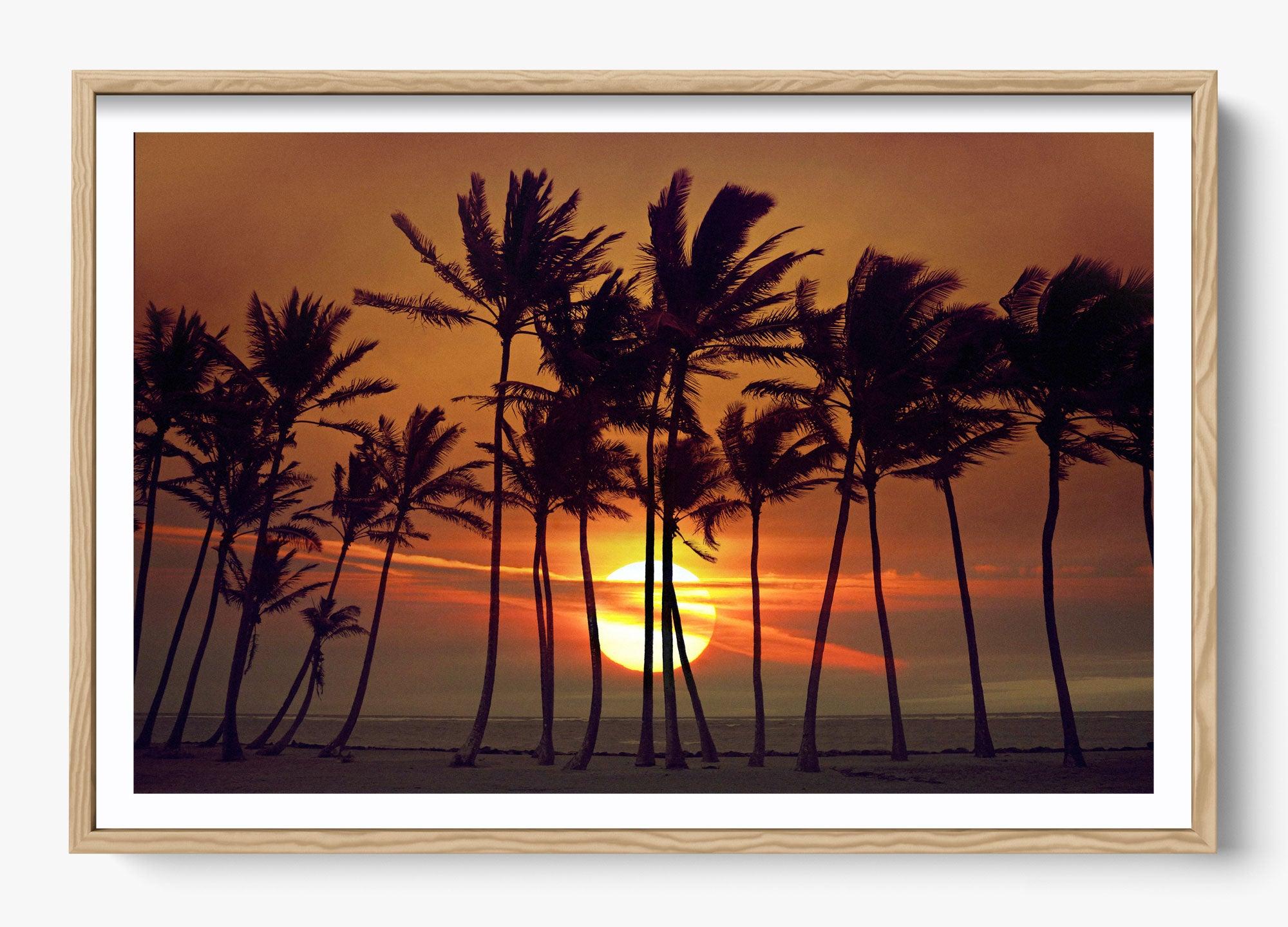 Beyond The Palms