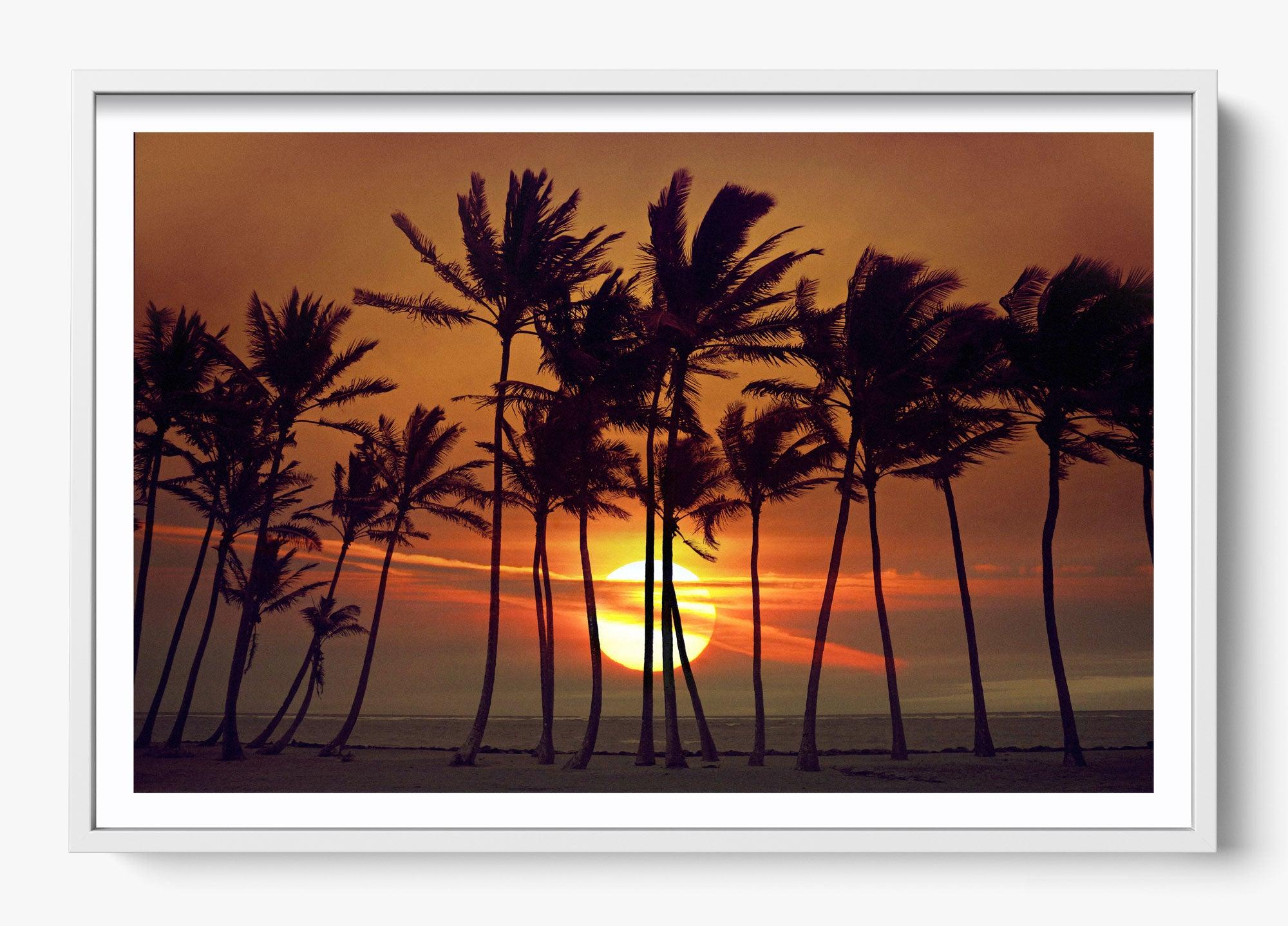Beyond The Palms