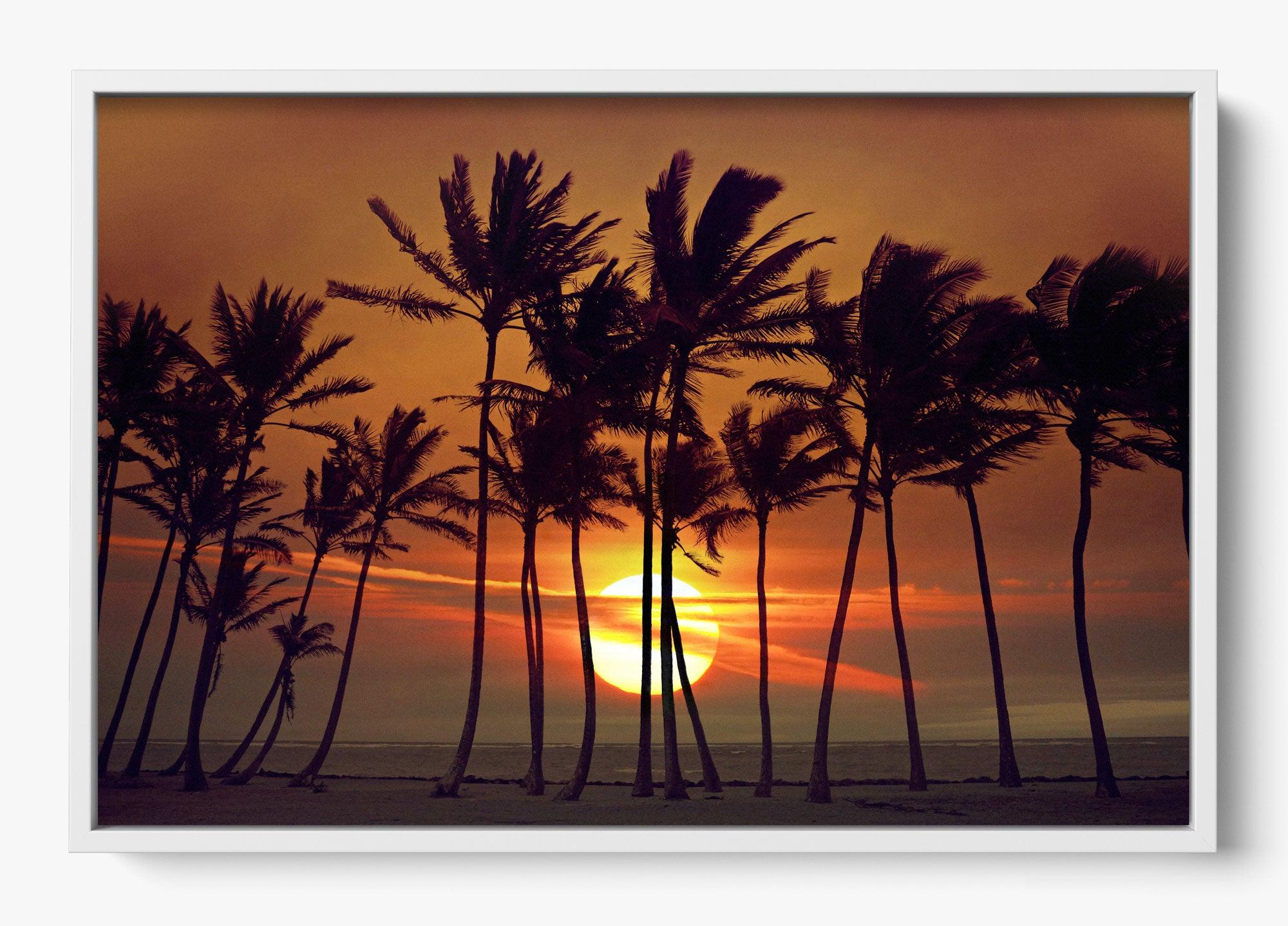 Beyond The Palms