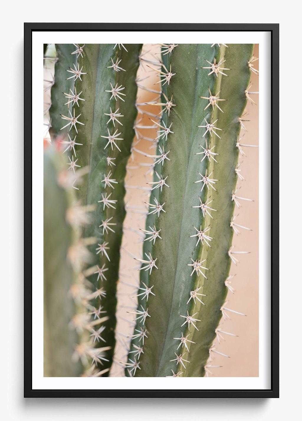 Coral Cactus