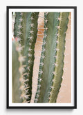 Coral Cactus