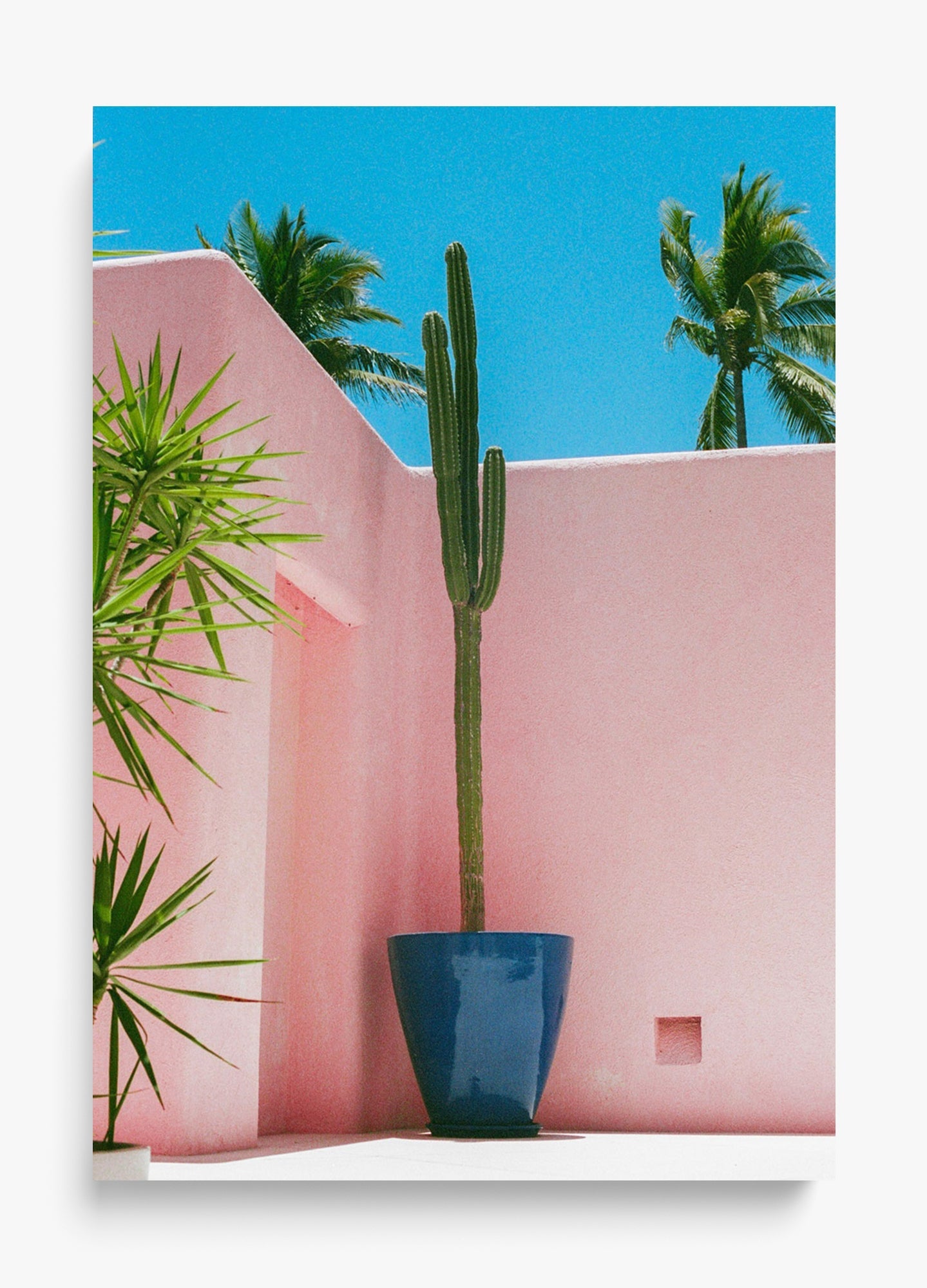 Summer In Pink