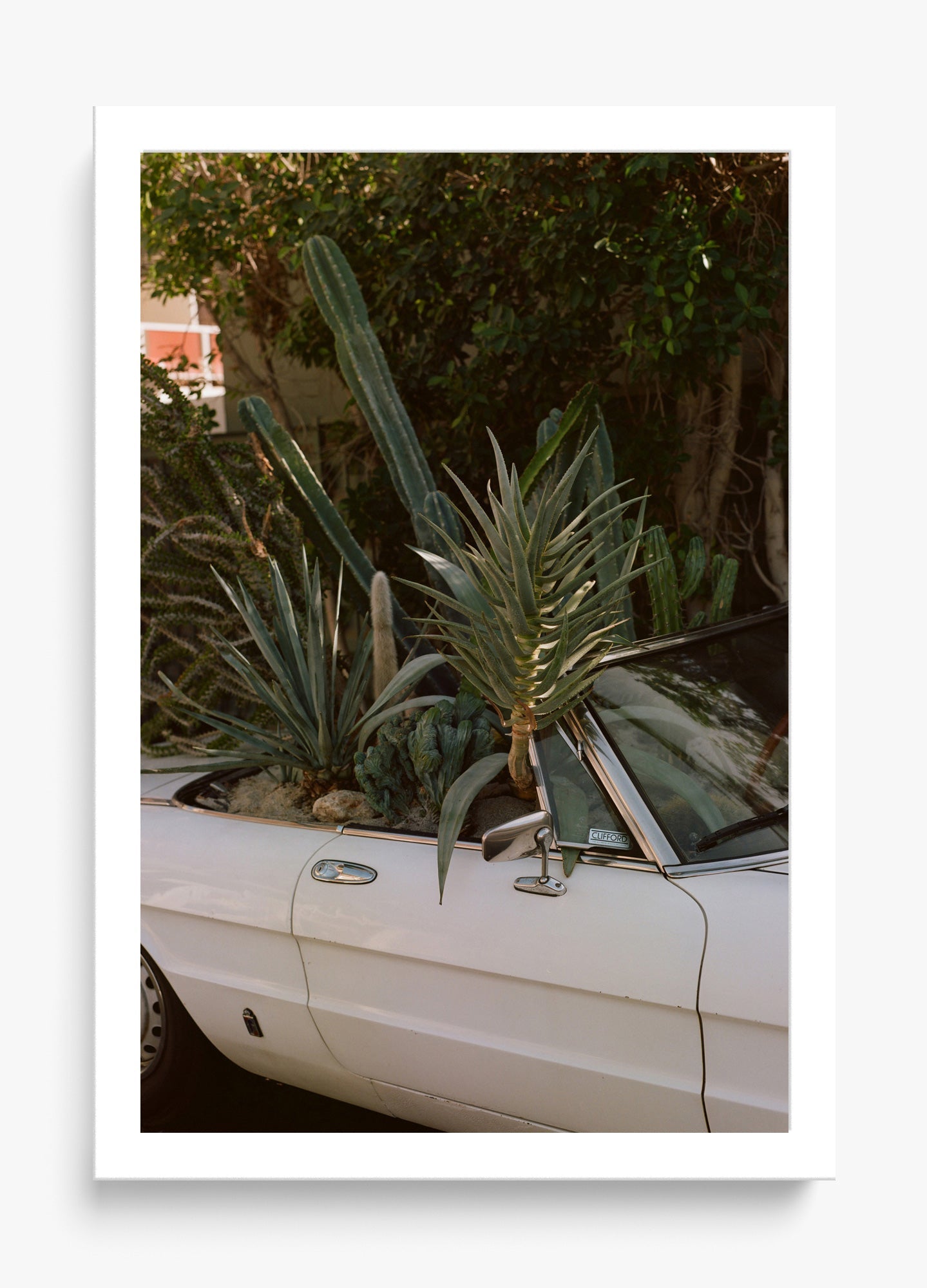Desert Raised