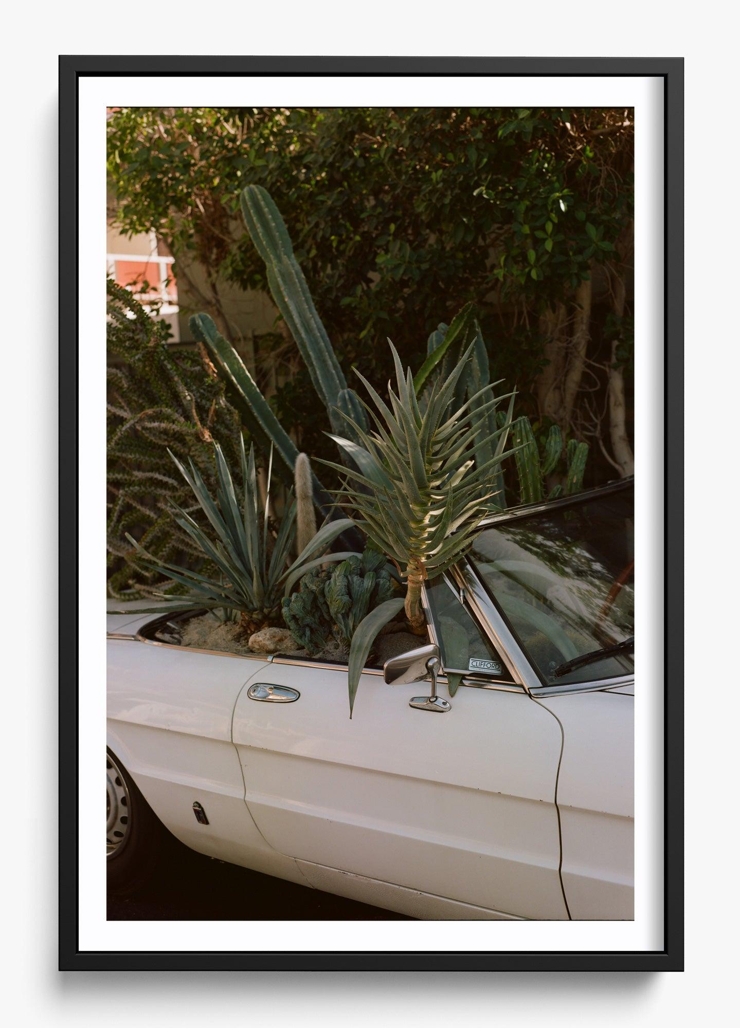 Desert Raised