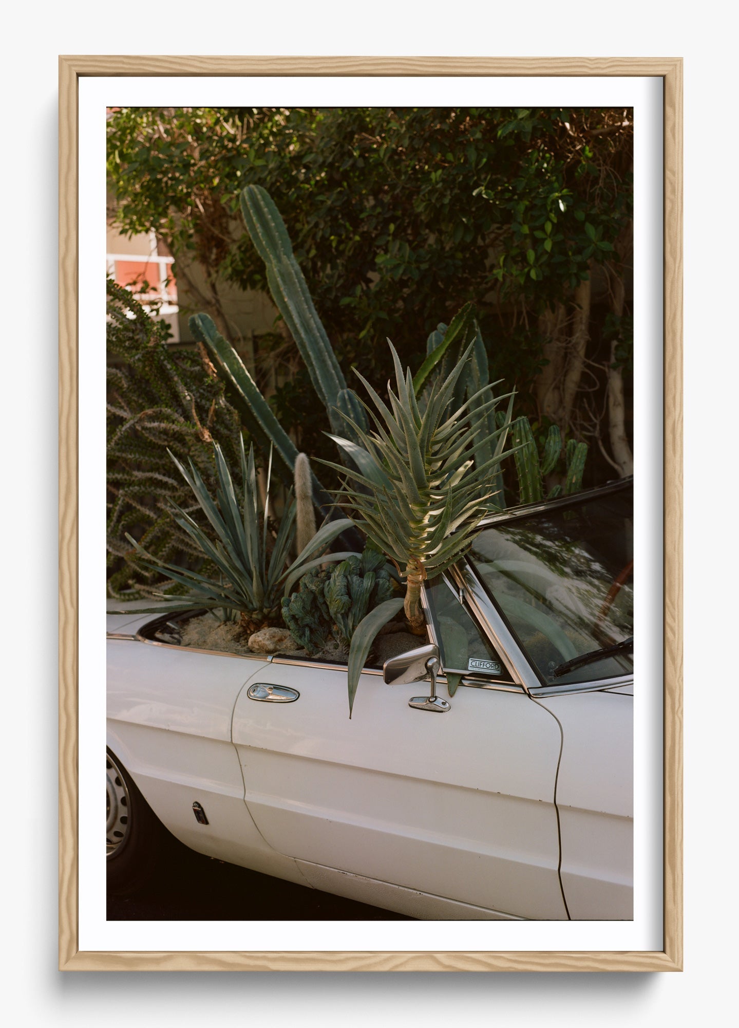 Desert Raised