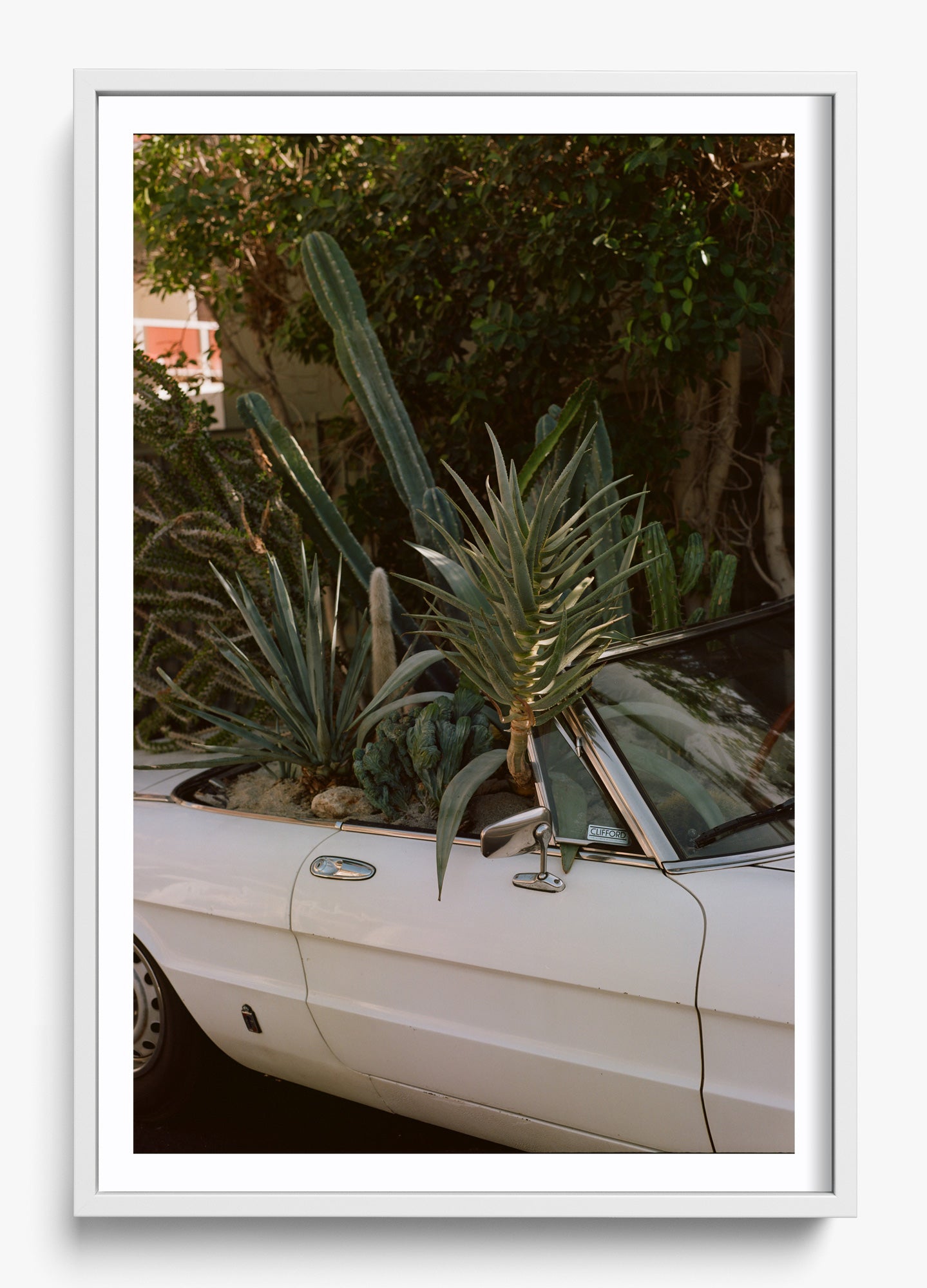 Desert Raised