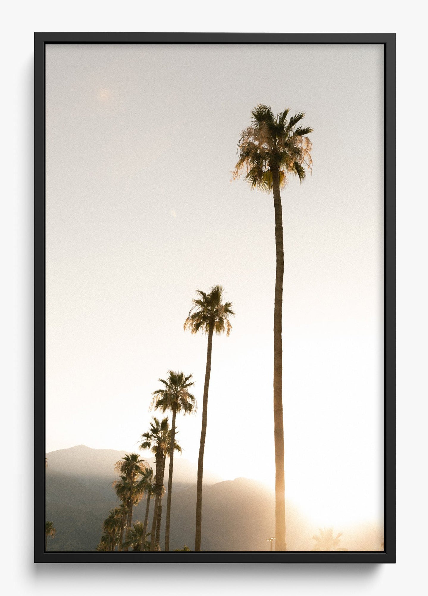 Foggy Palms