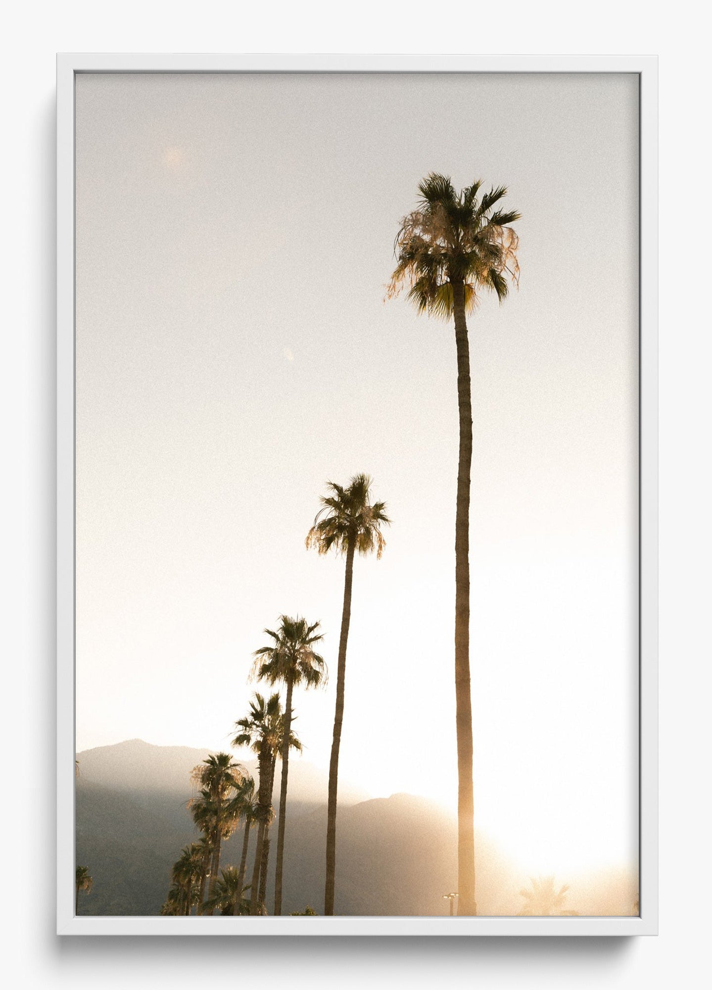 Foggy Palms