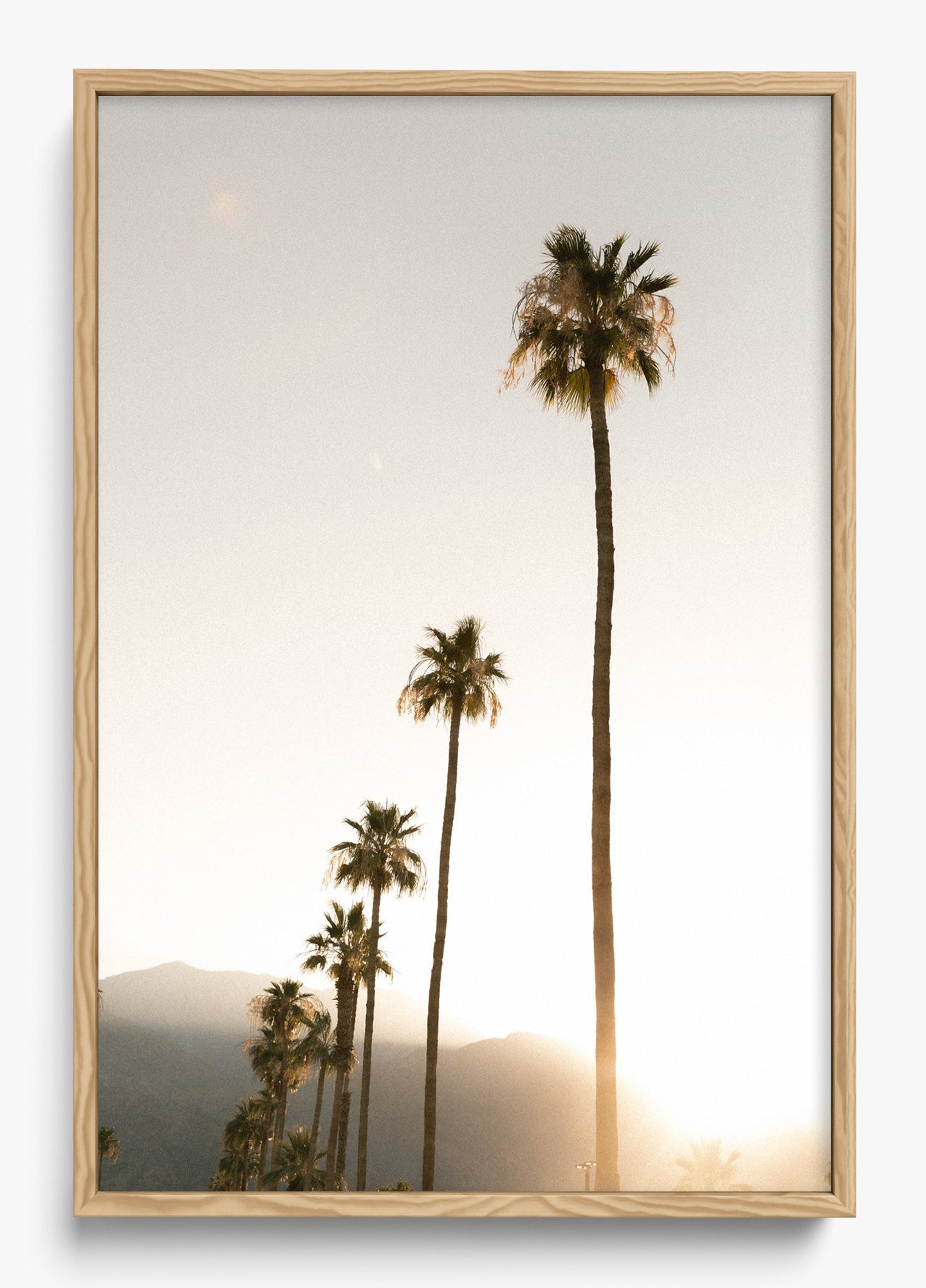 Foggy Palms