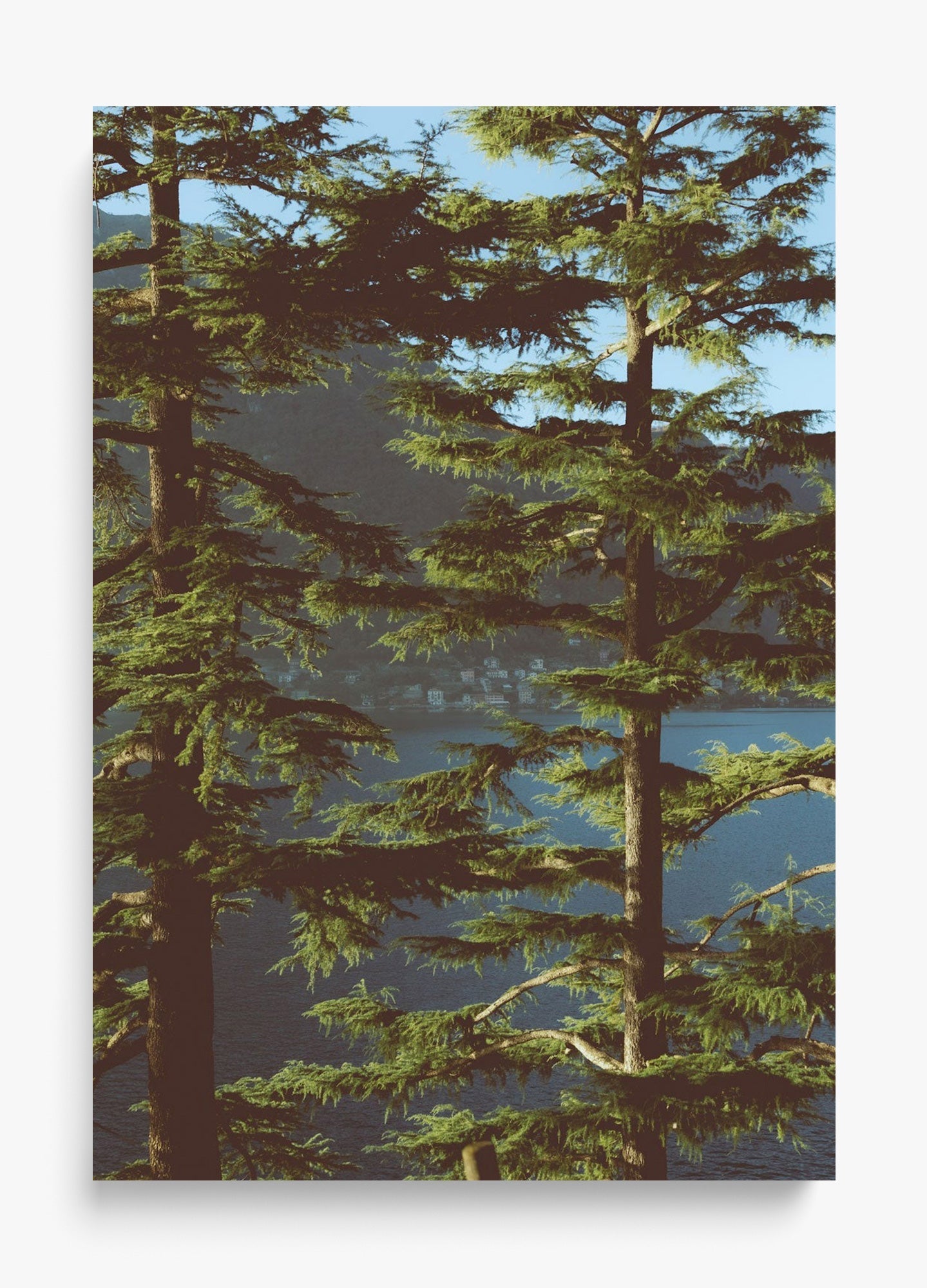 Growing Tall