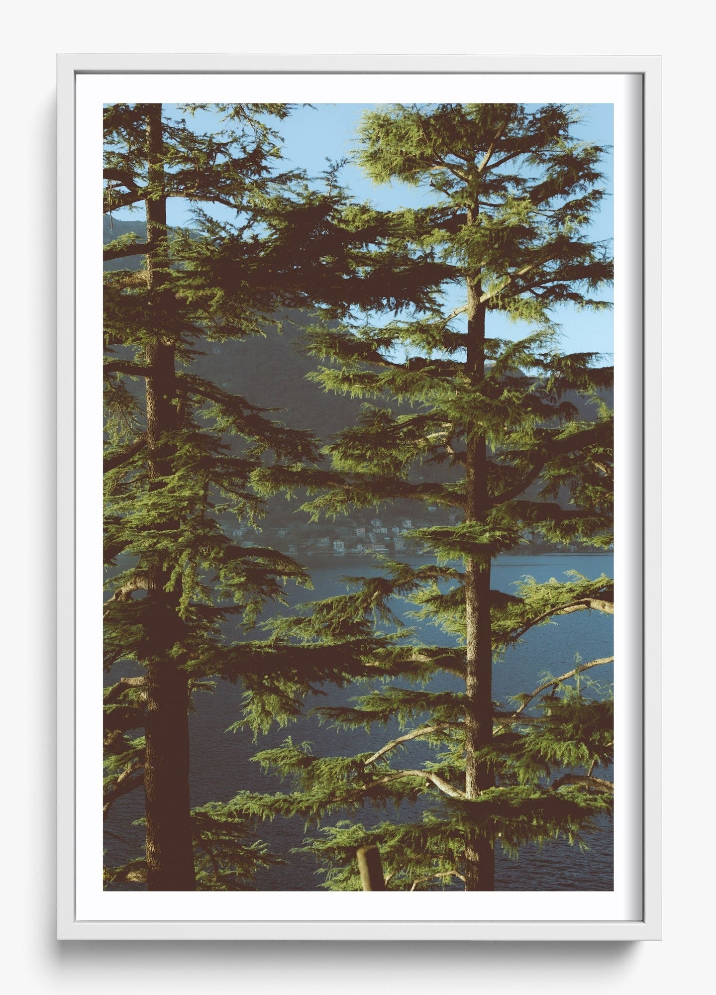 Growing Tall