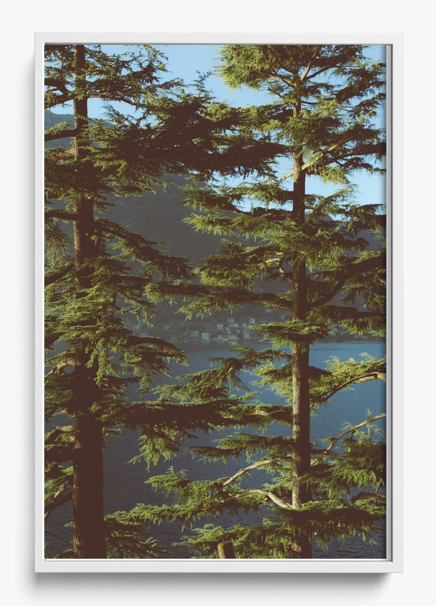 Growing Tall