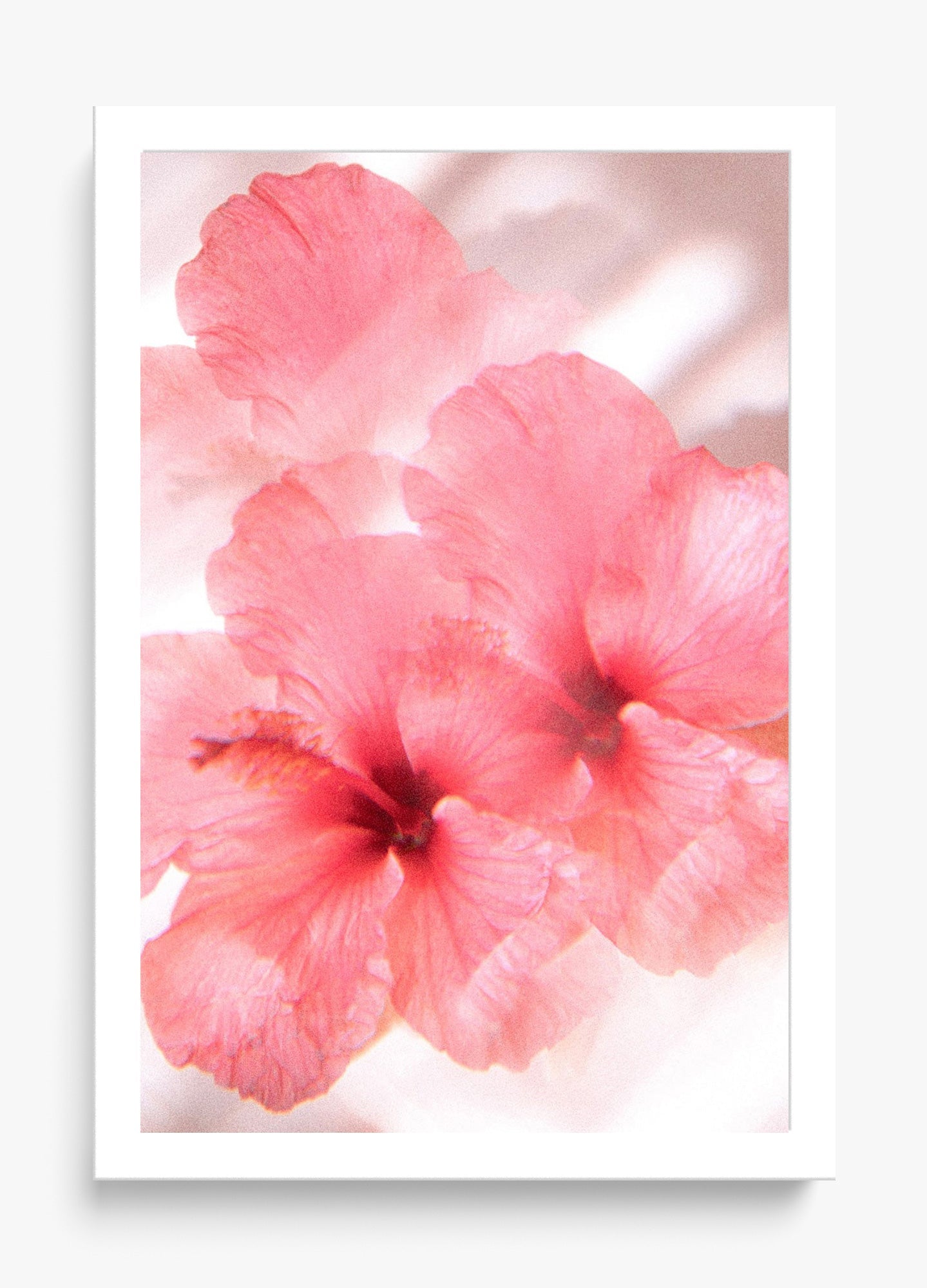 Hibiscus Dreams