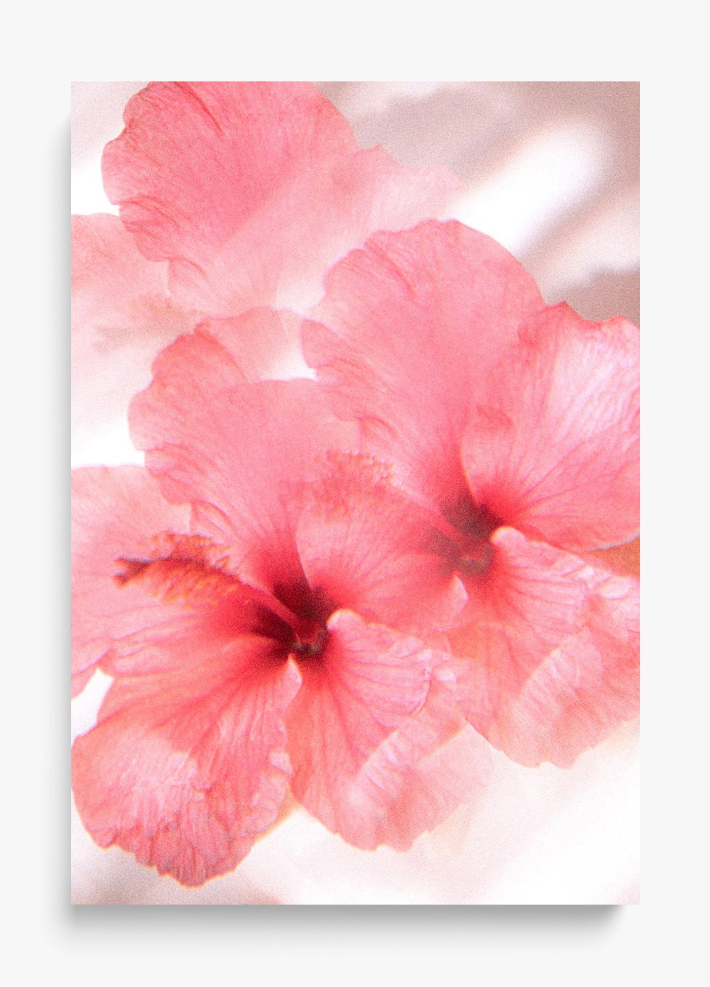 Hibiscus Dreams