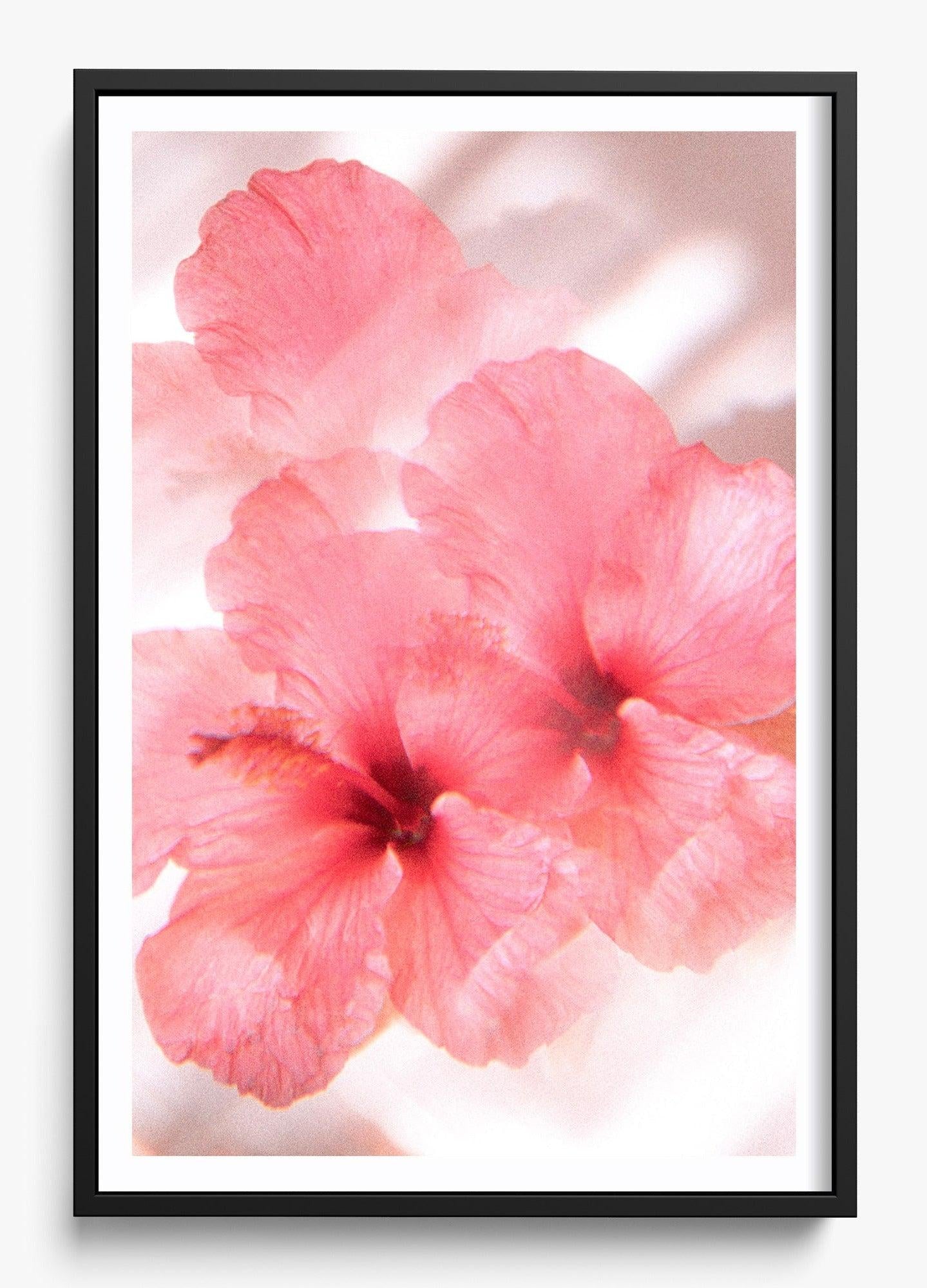 Hibiscus Dreams