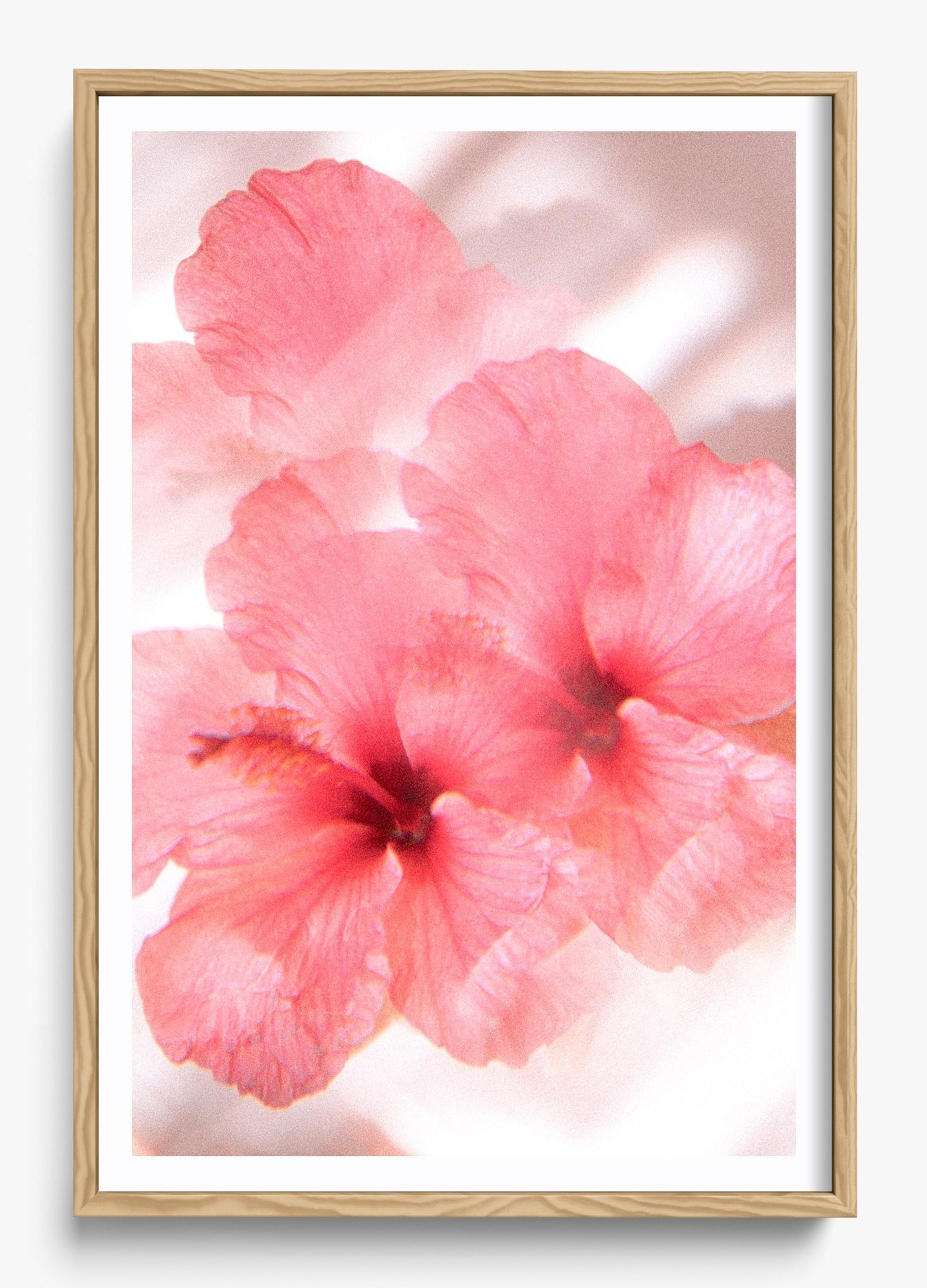 Hibiscus Dreams