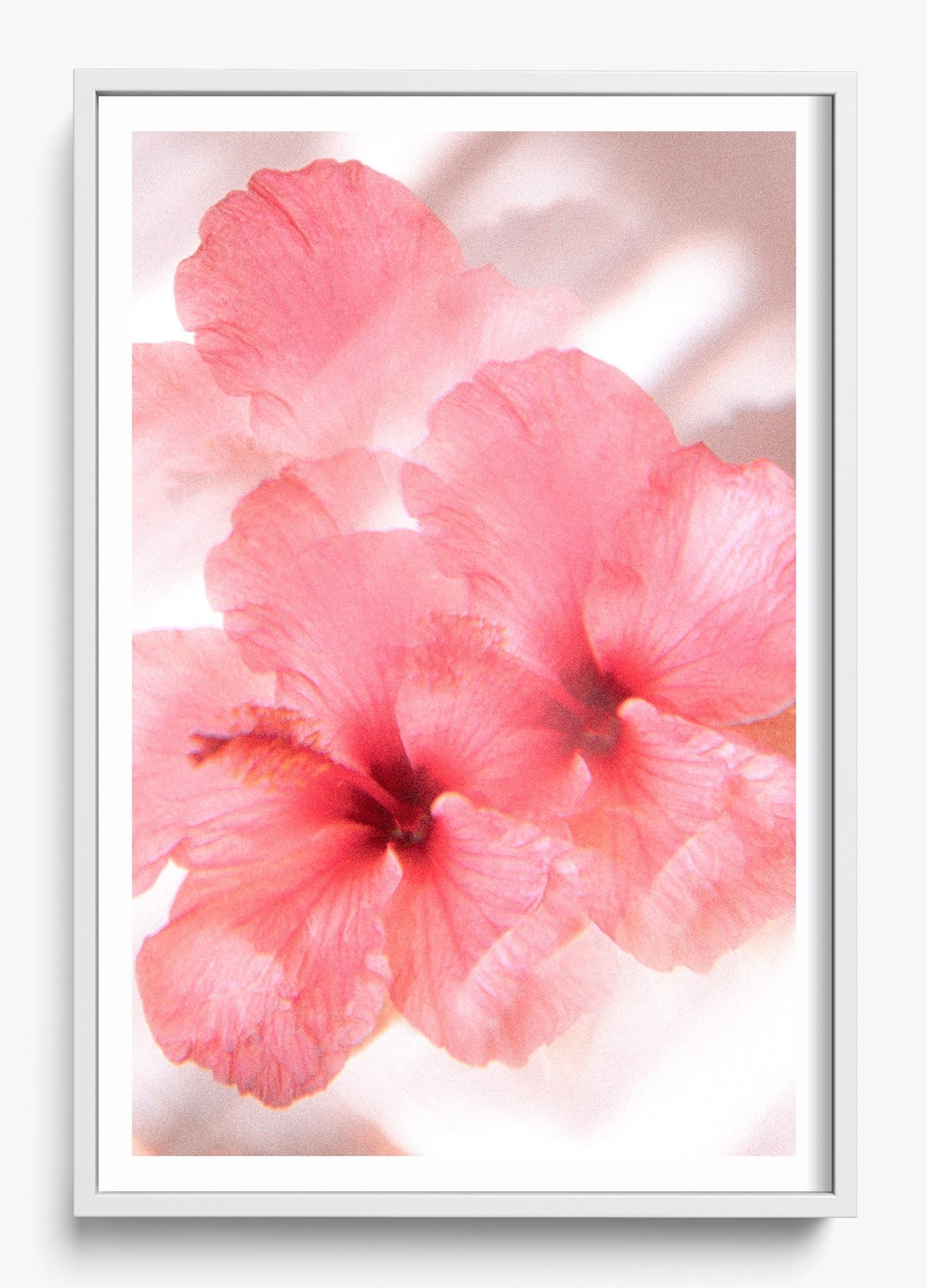 Hibiscus Dreams