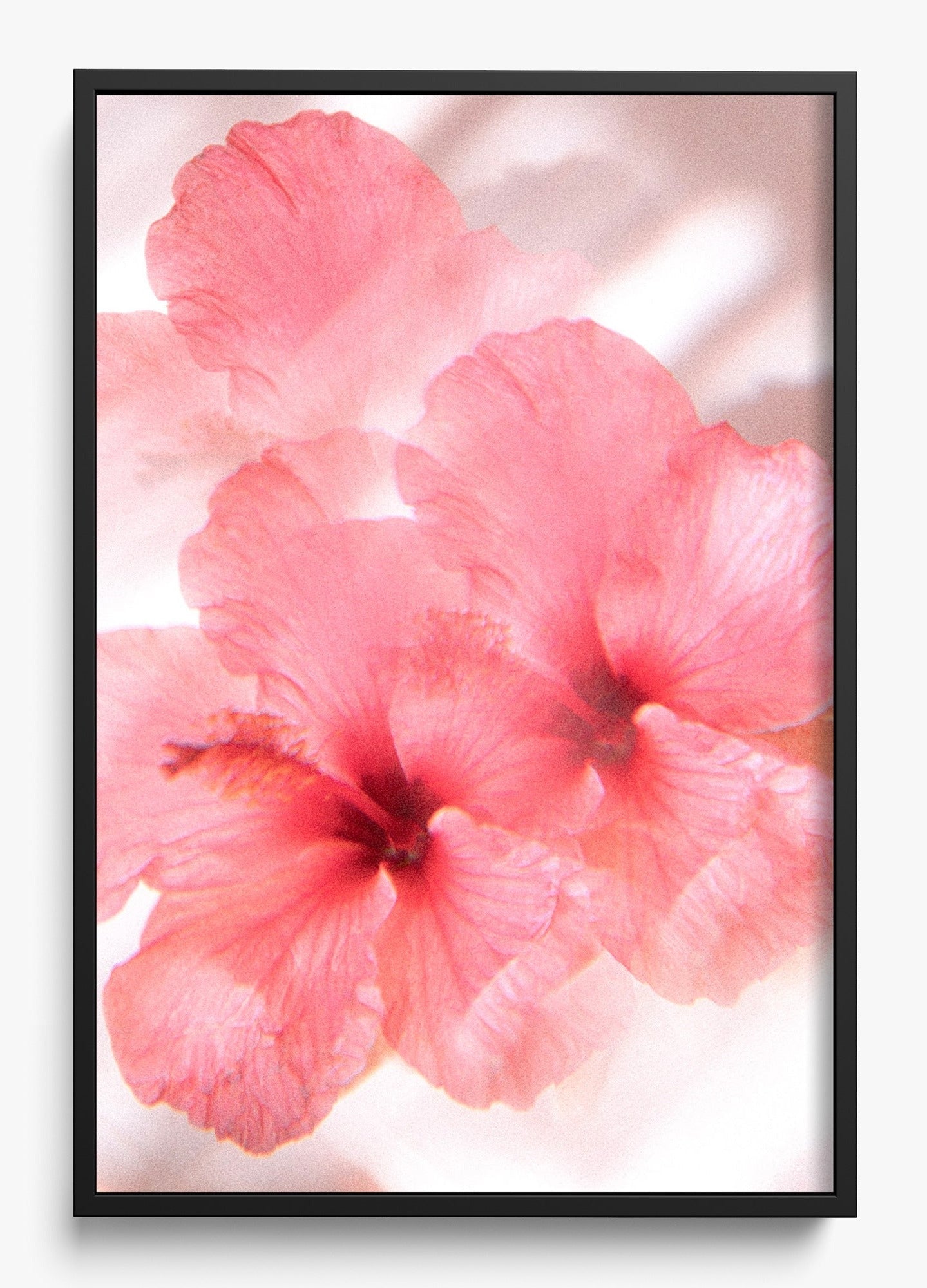 Hibiscus Dreams