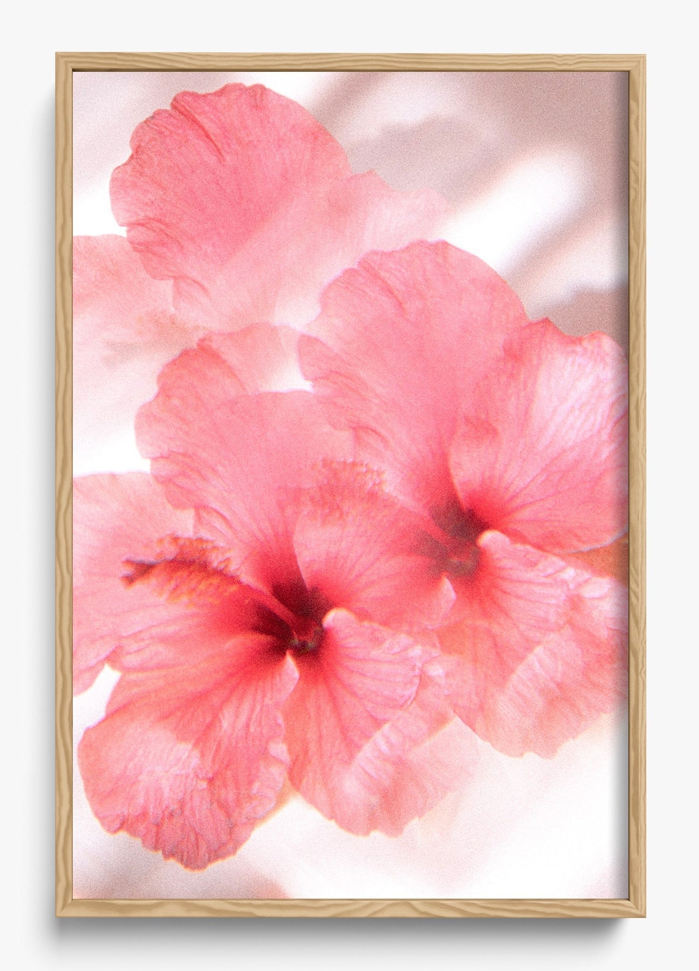 Hibiscus Dreams