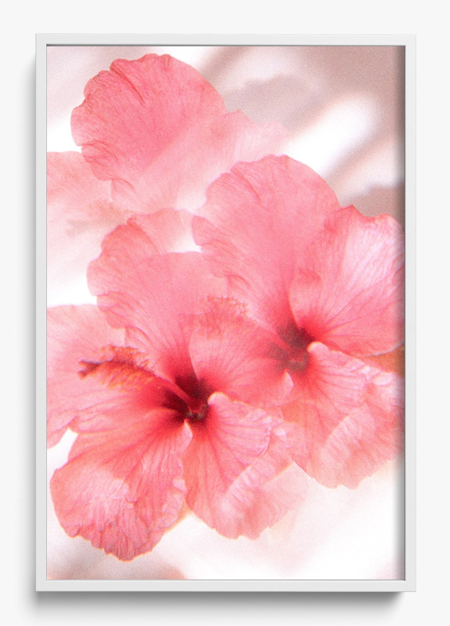 Hibiscus Dreams