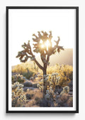 Joshua Tree Sunset