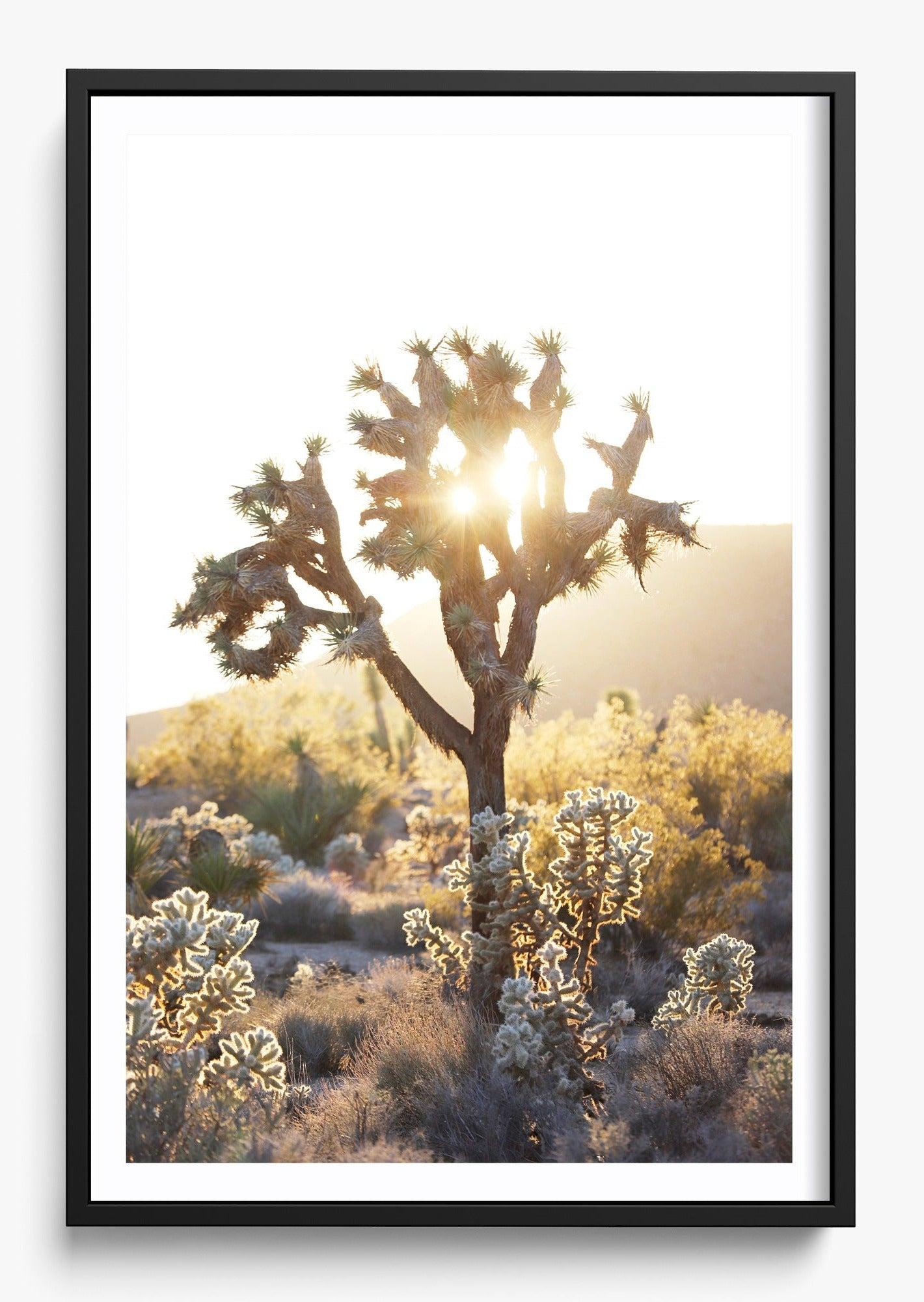 Joshua Tree Sunset