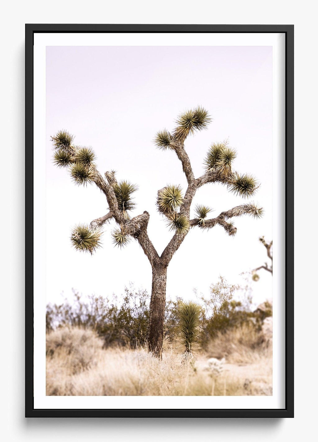 Joshua Tree