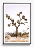 Joshua Tree