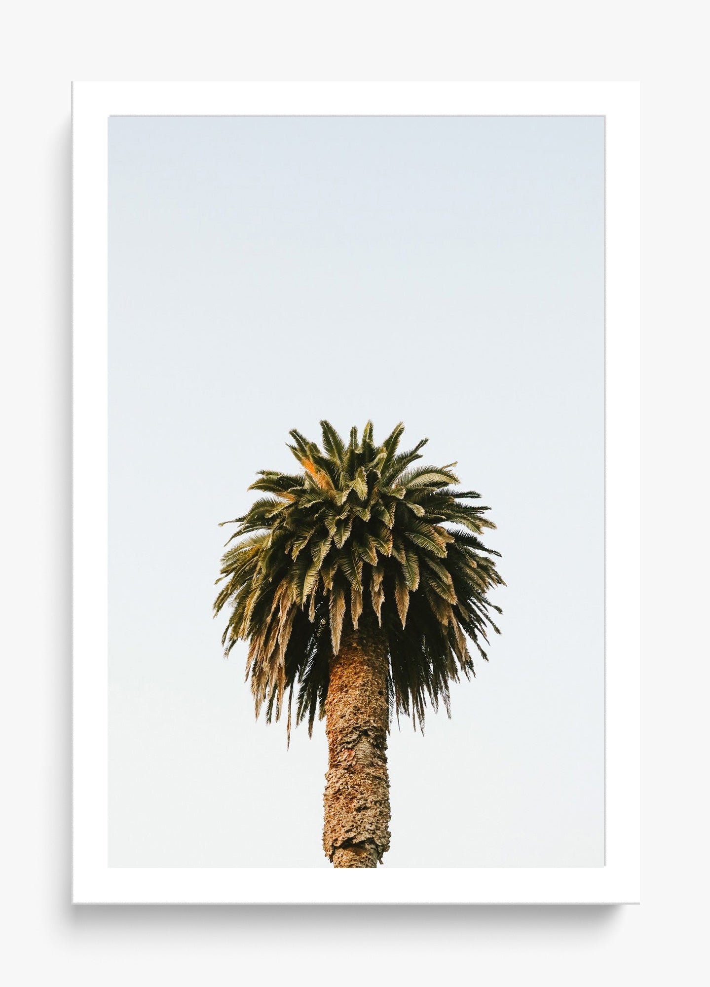 Morning Palm