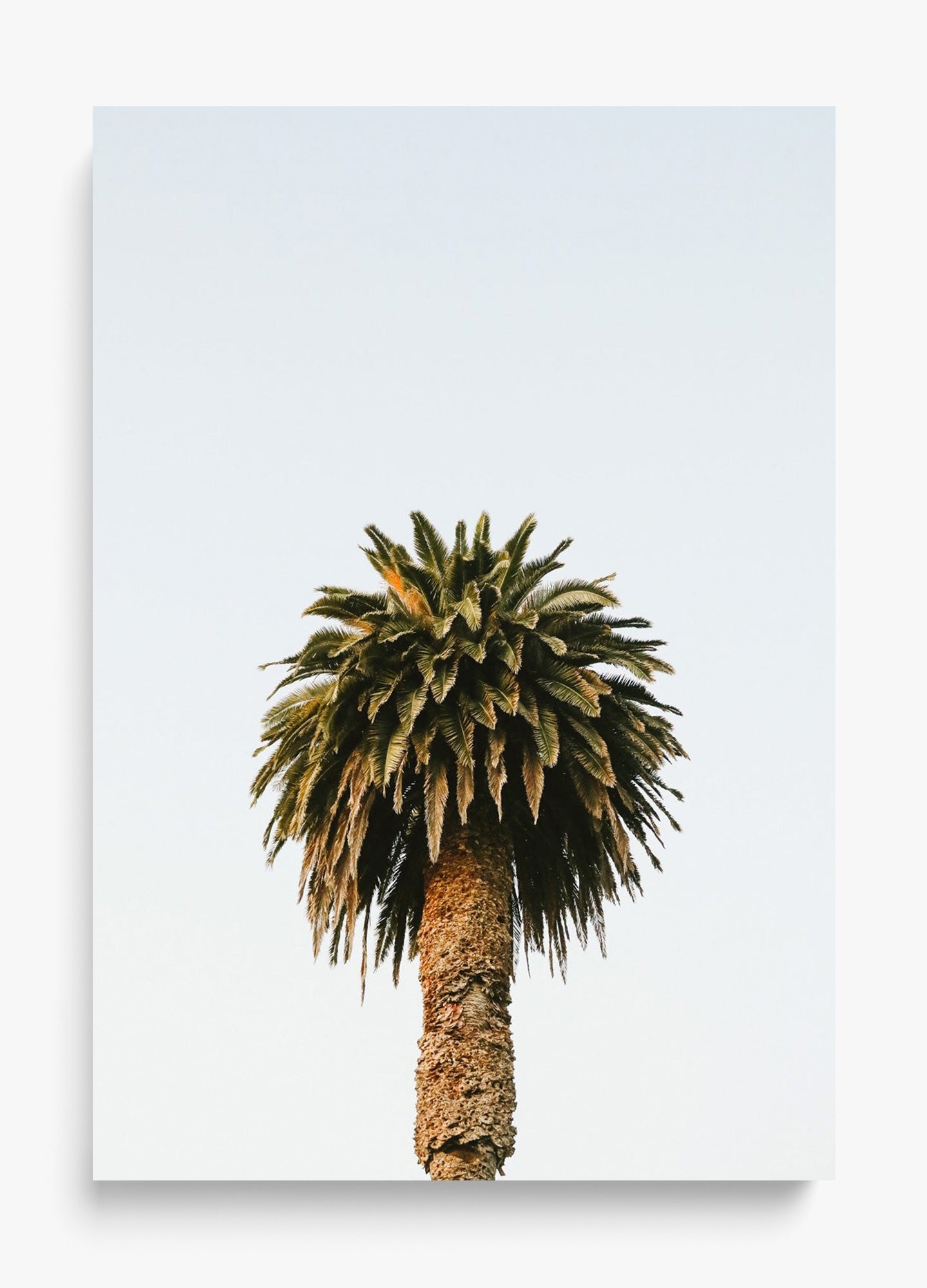 Morning Palm