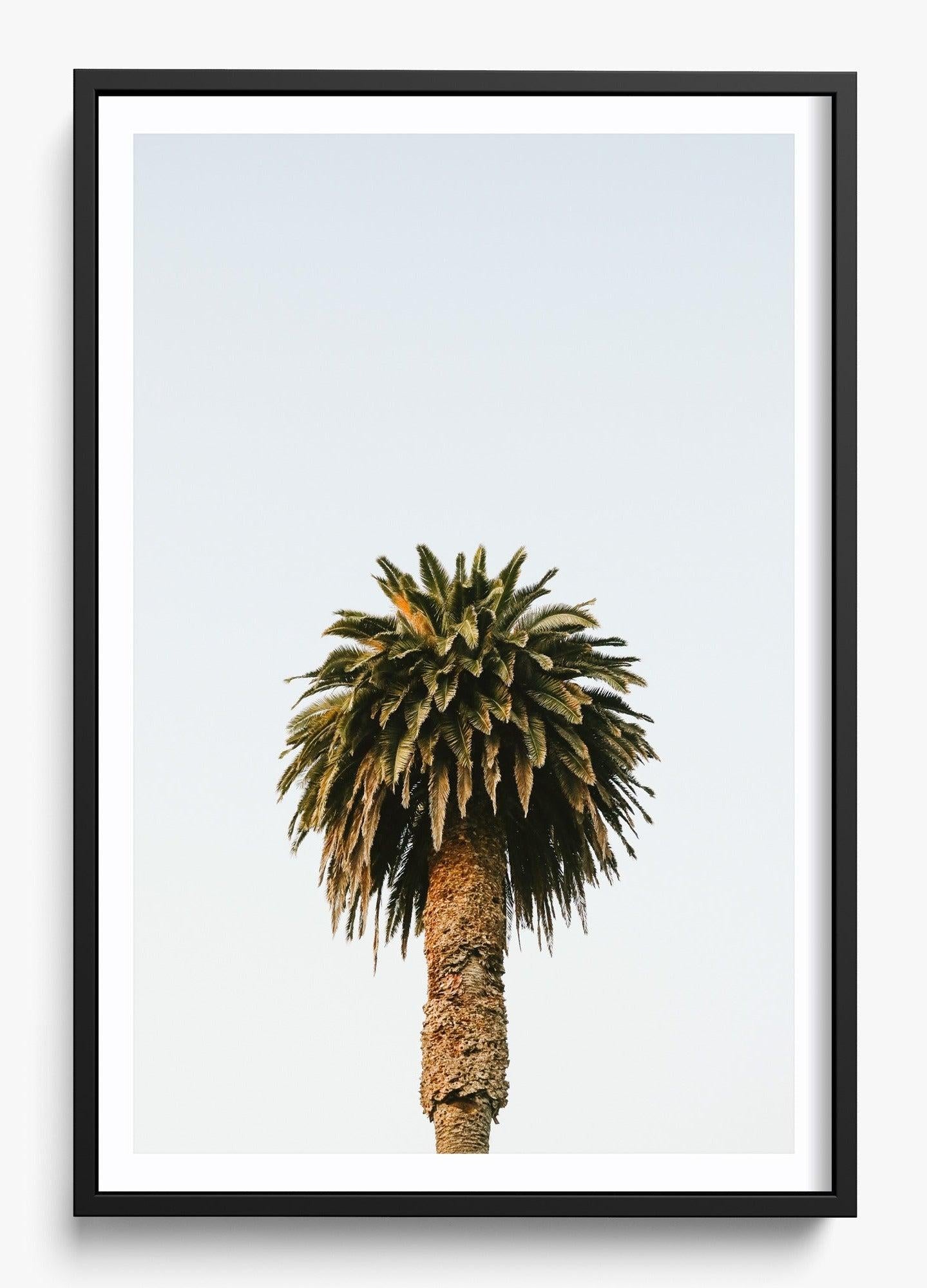 Morning Palm