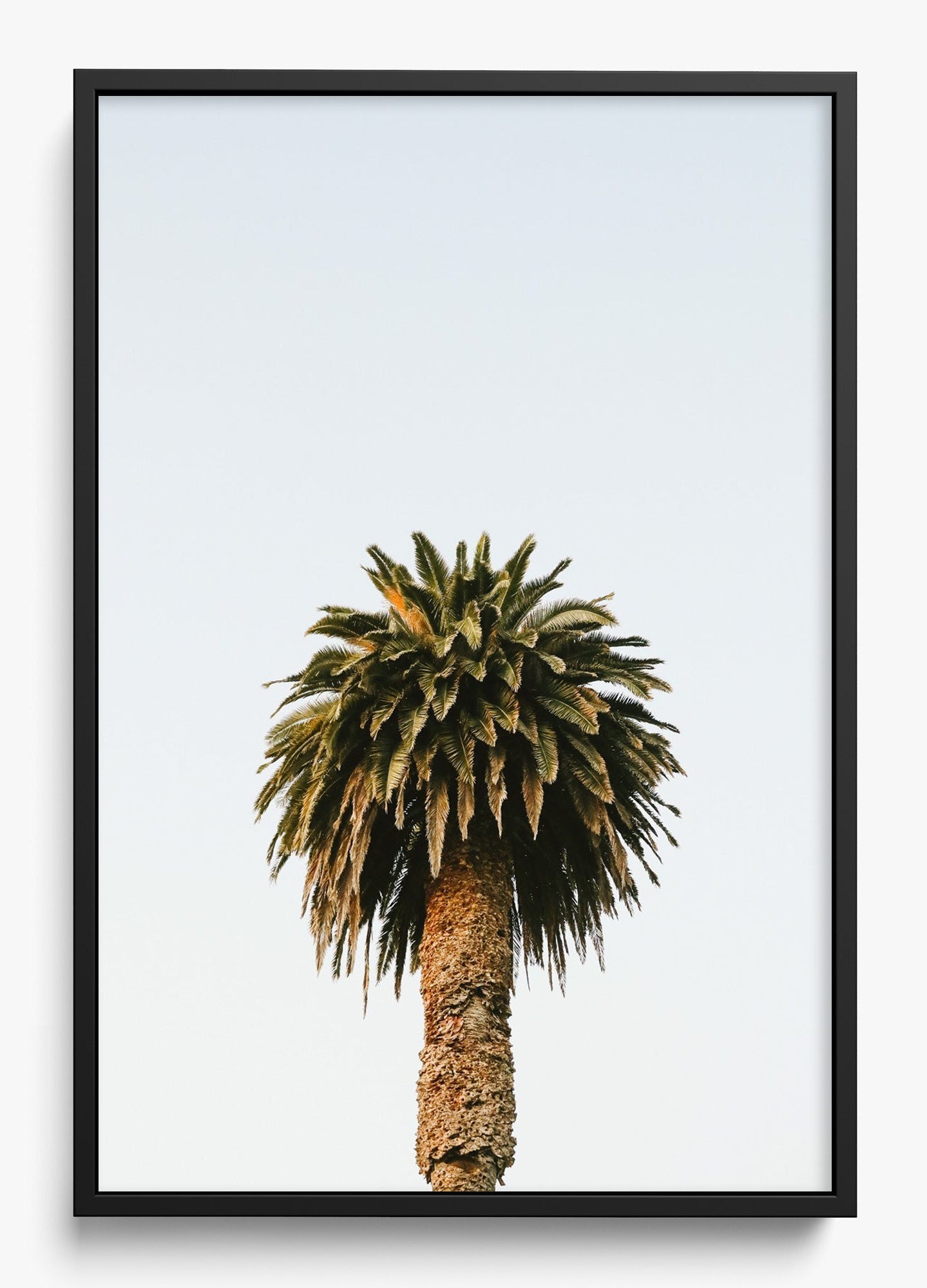 Morning Palm