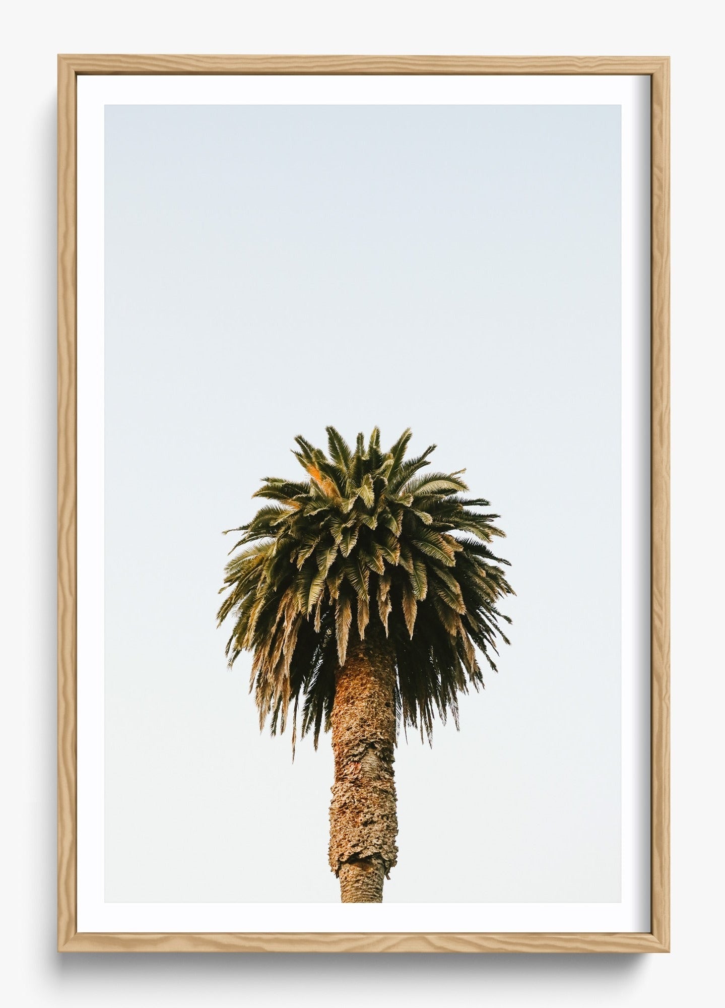 Morning Palm