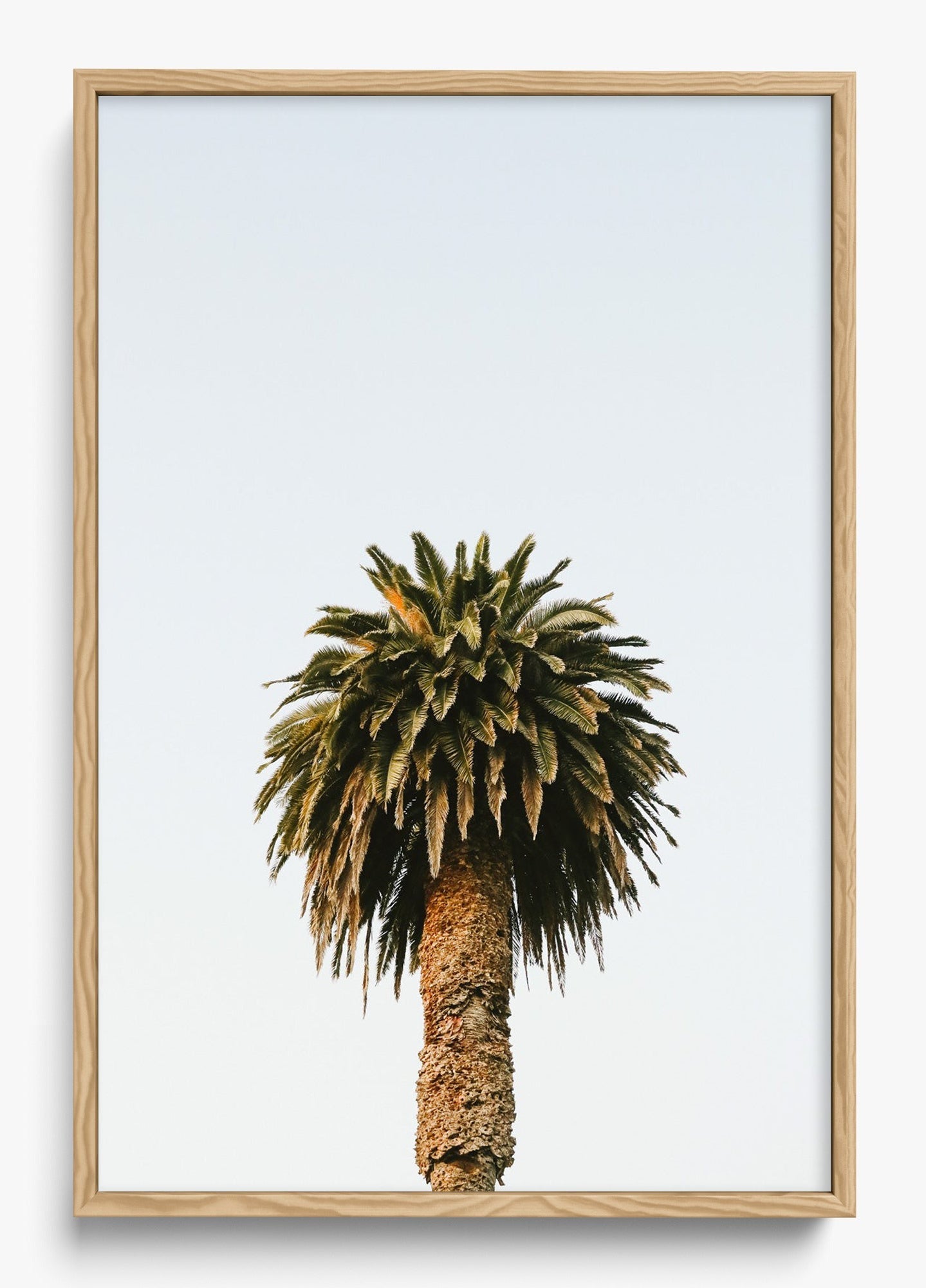 Morning Palm