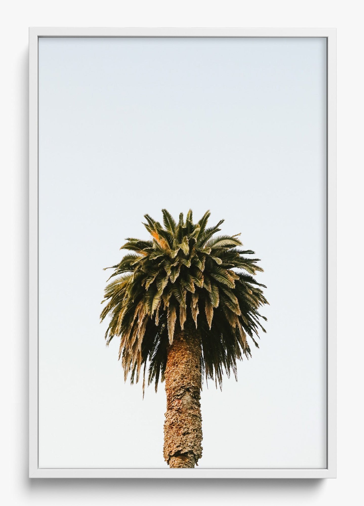 Morning Palm