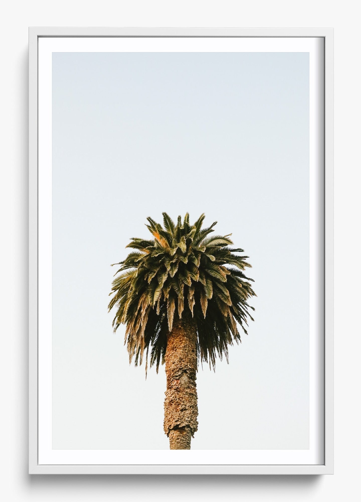 Morning Palm