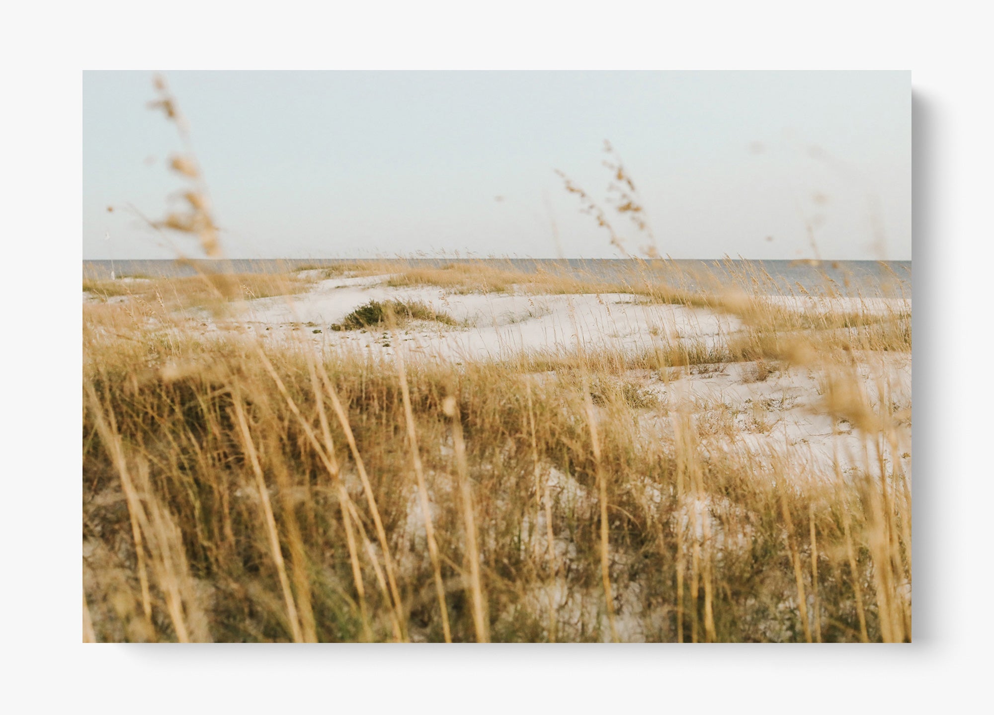 On The Dunes