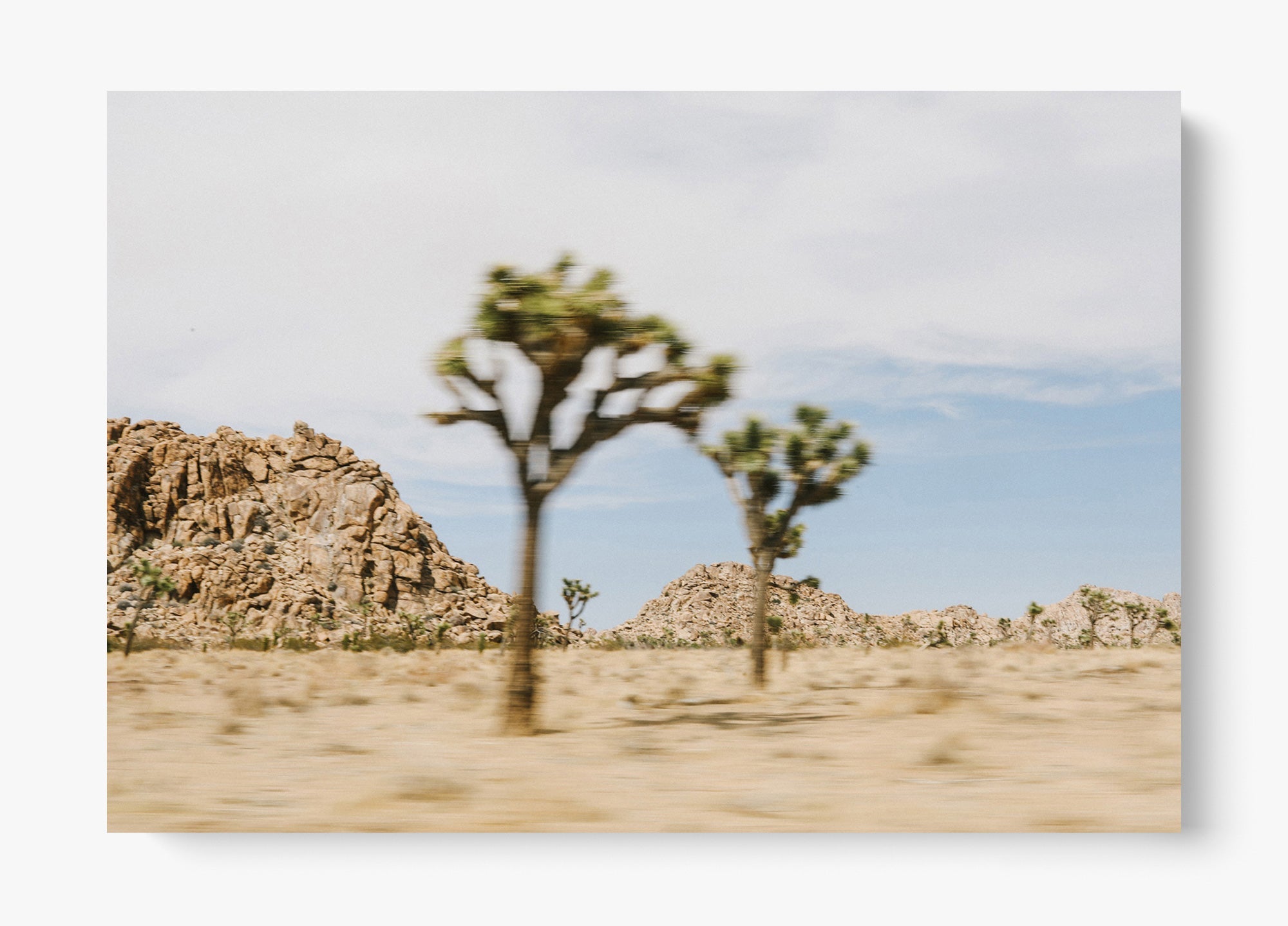 On The Move Joshua Tree
